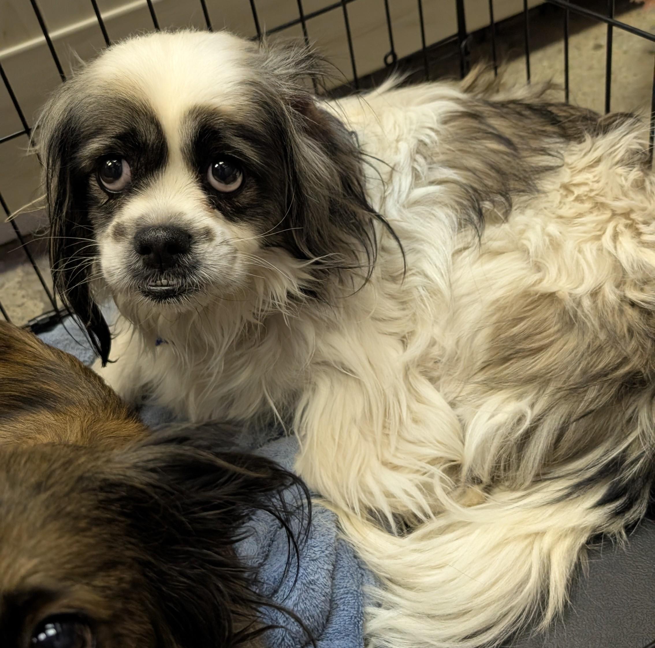 Enlarge Furcules, a ADOPTABLE Pekingese in Thousand Oaks, CA image 3/3