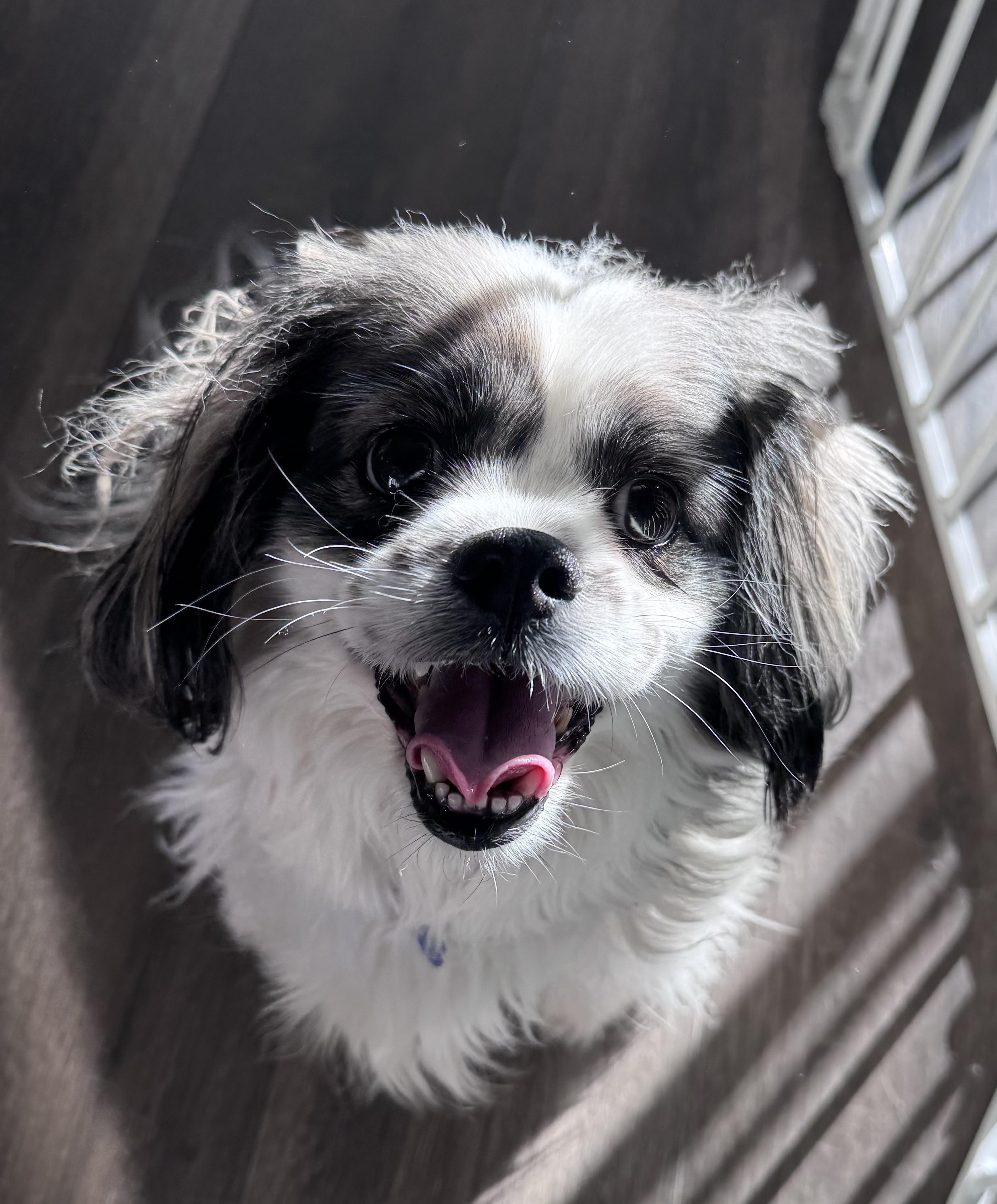 Enlarge Furcules, a ADOPTABLE mixed breed in Thousand Oaks, CA image 1/4