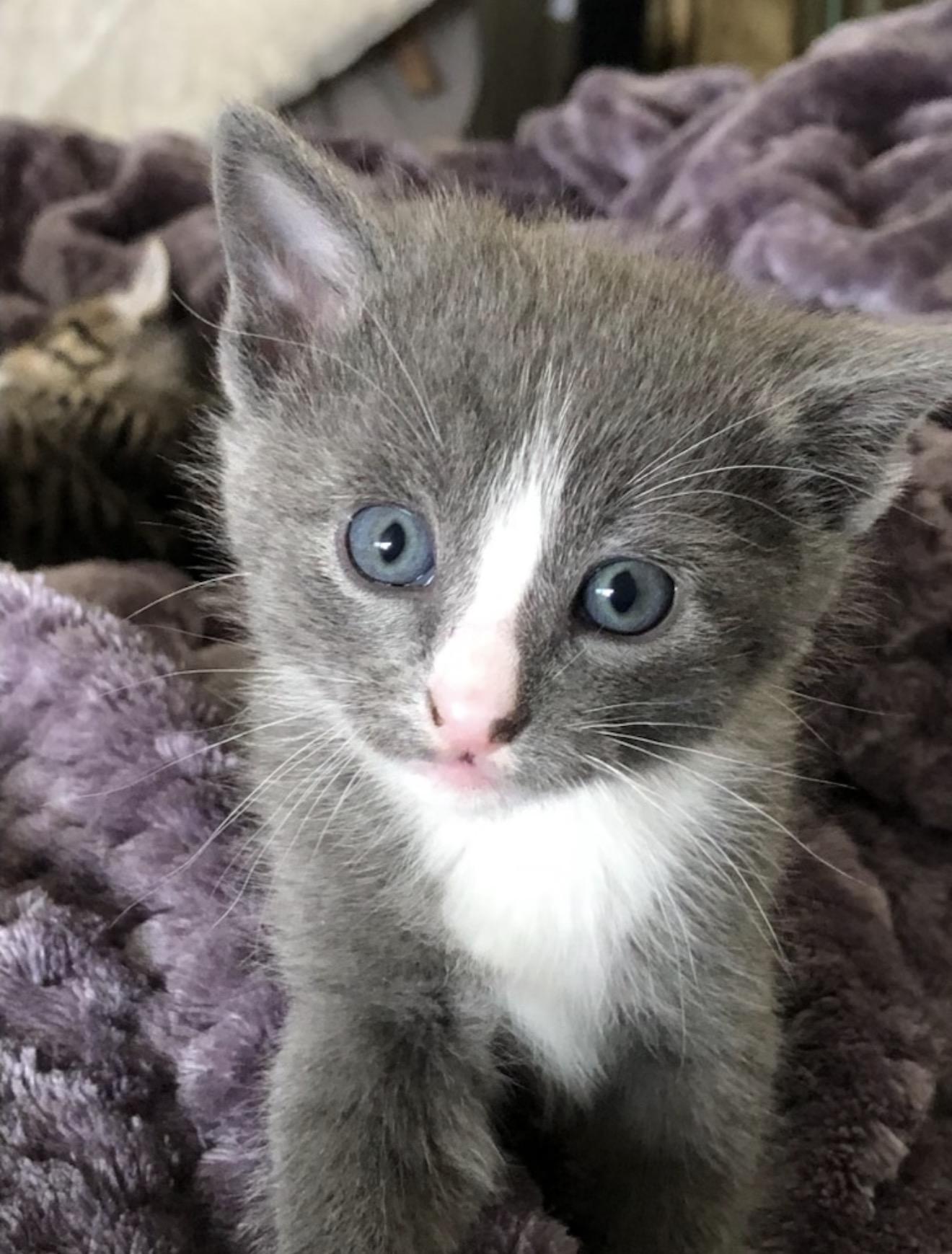 Milo, adopted, Kitten Male Domestic Short Hair.