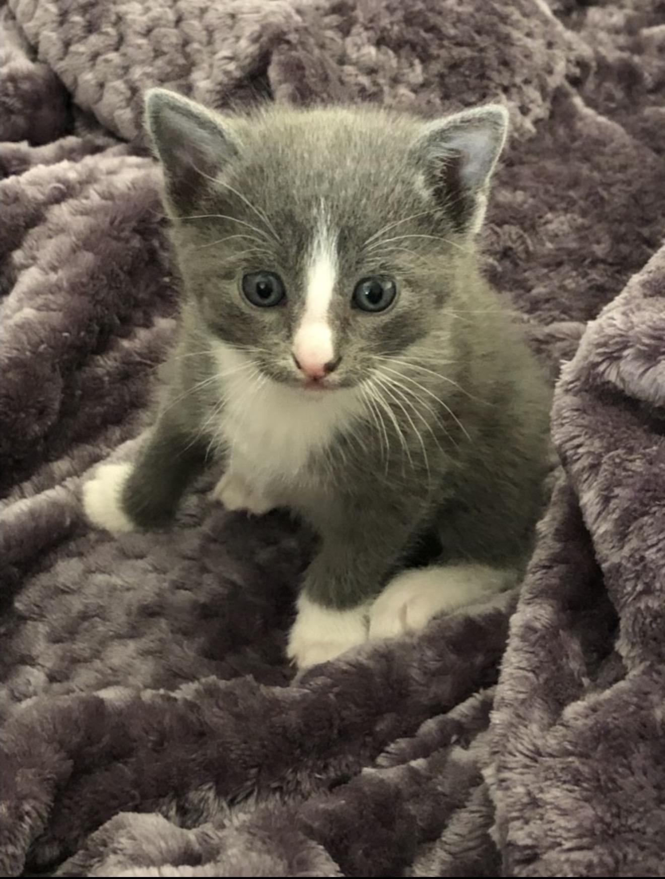 Milo, an adopted mixed breed in East Dundee , IL image 3/3