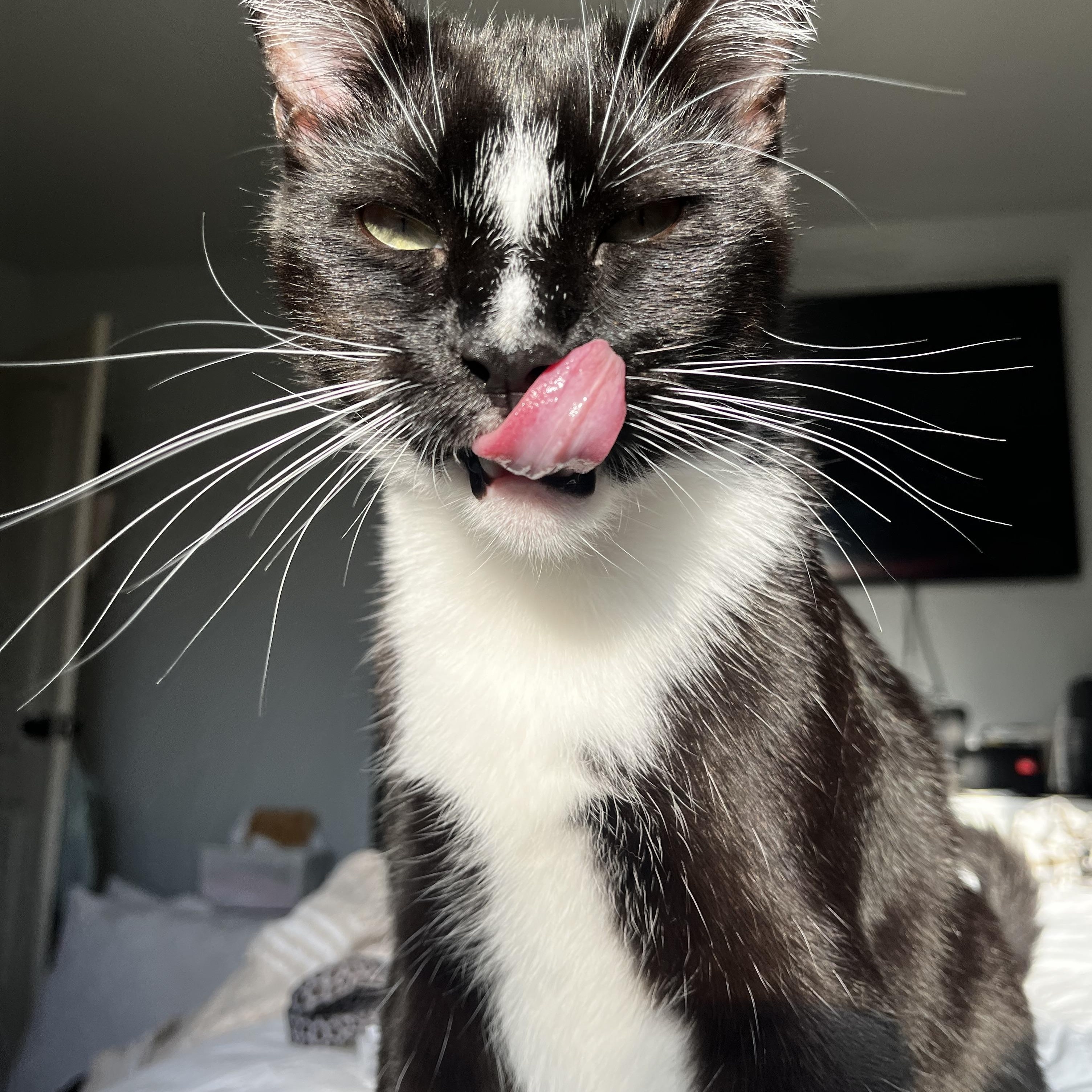 Felix, ADOPTABLE, Adult Male American Shorthair.