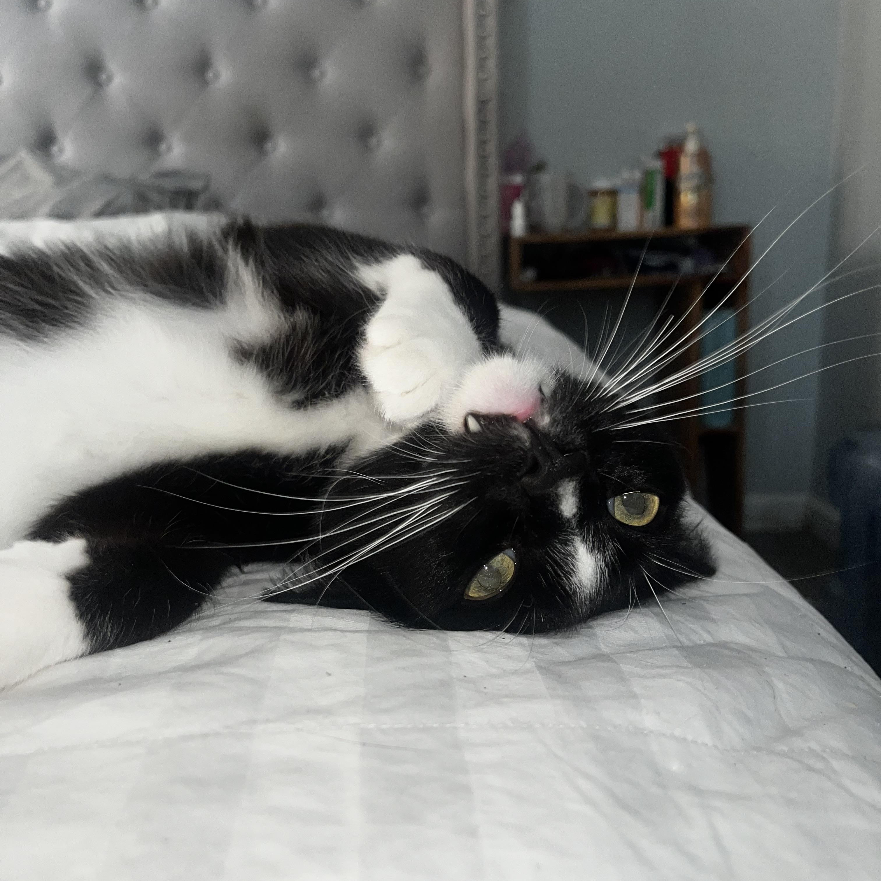 Felix, a ADOPTABLE American Shorthair in Ripon, CA image 3/6