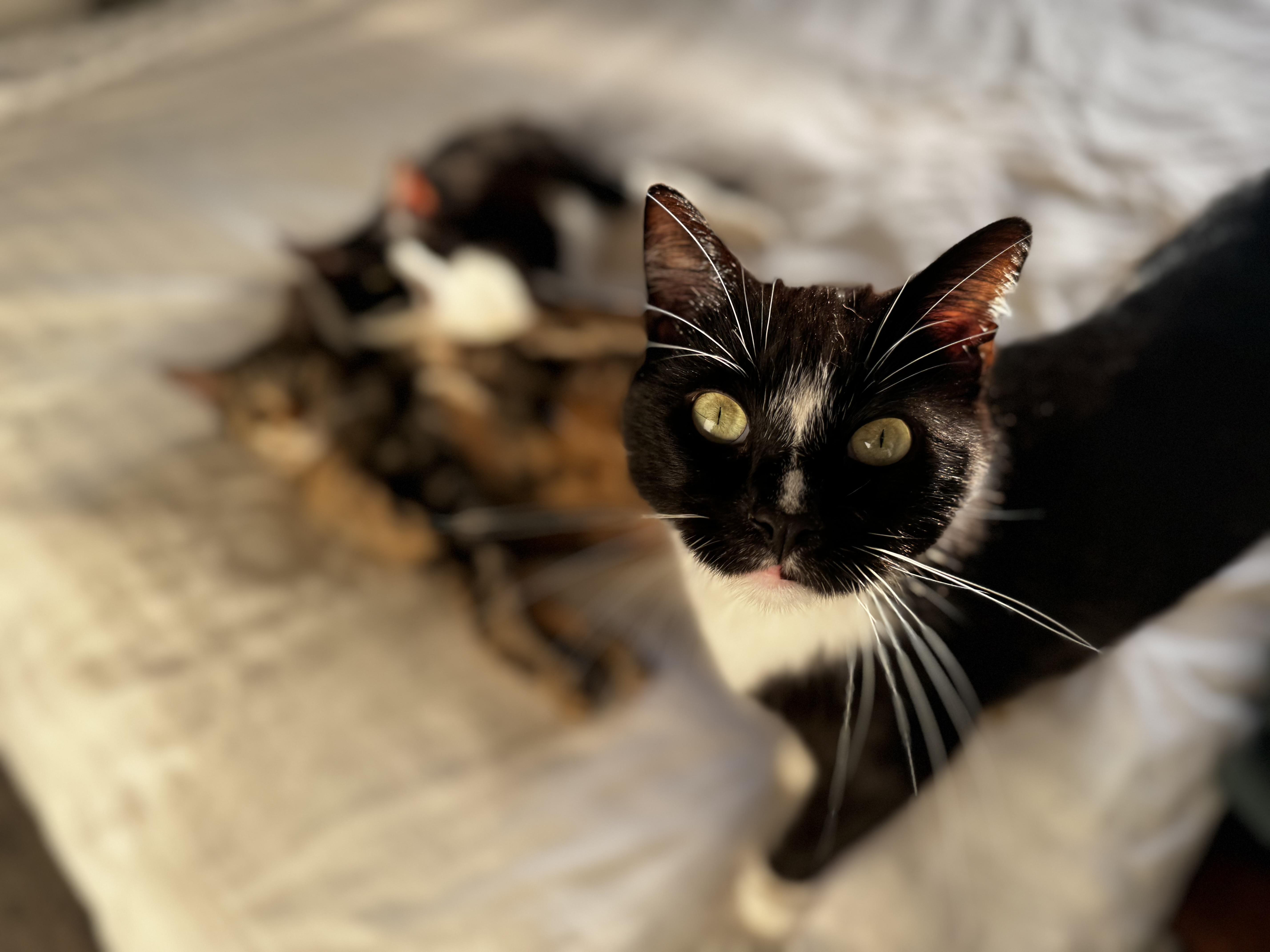 Felix, a ADOPTABLE American Shorthair in Ripon, CA image 2/6
