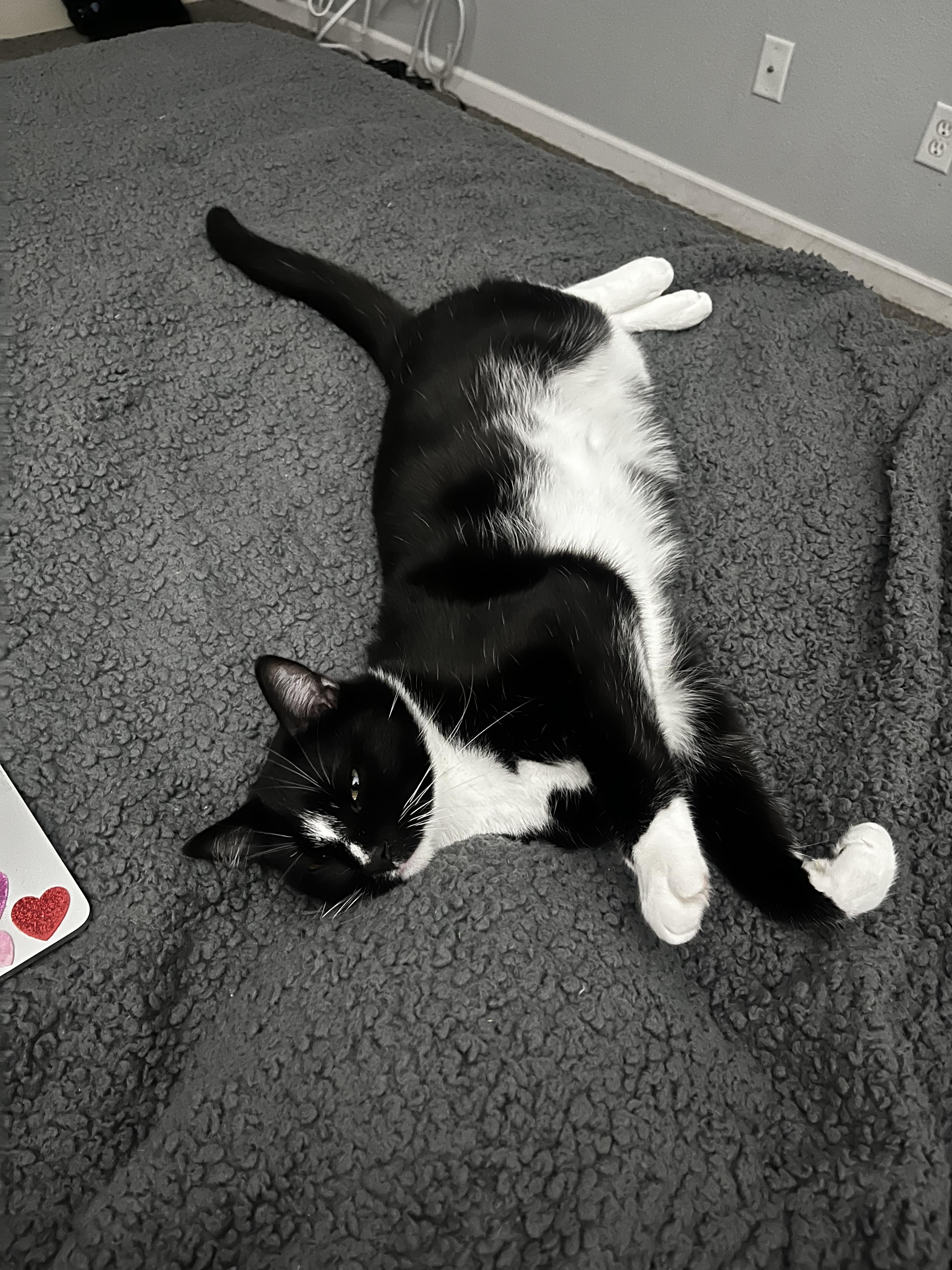 Felix, a ADOPTABLE American Shorthair in Ripon, CA image 5/6