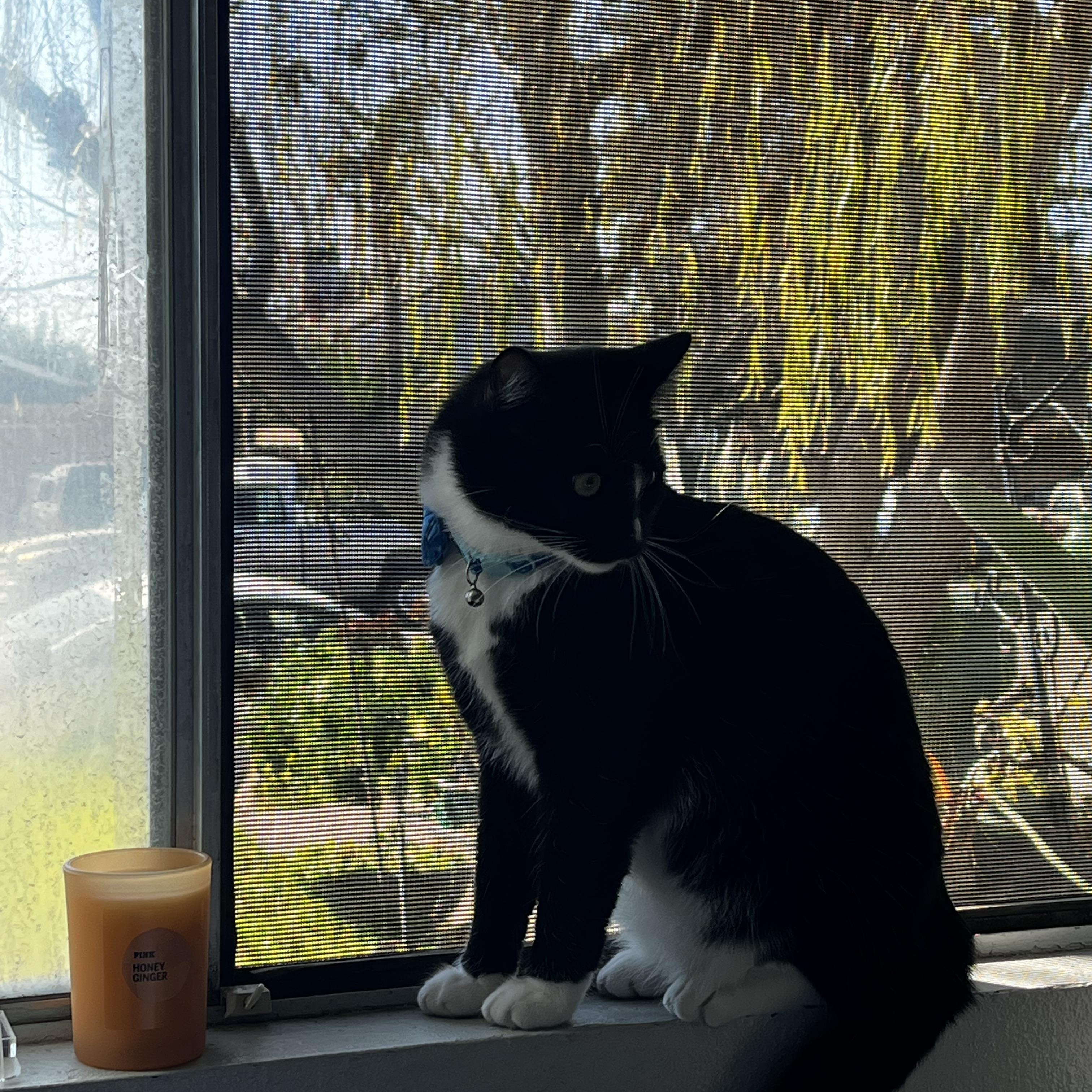 Felix, a ADOPTABLE American Shorthair in Ripon, CA image 6/6