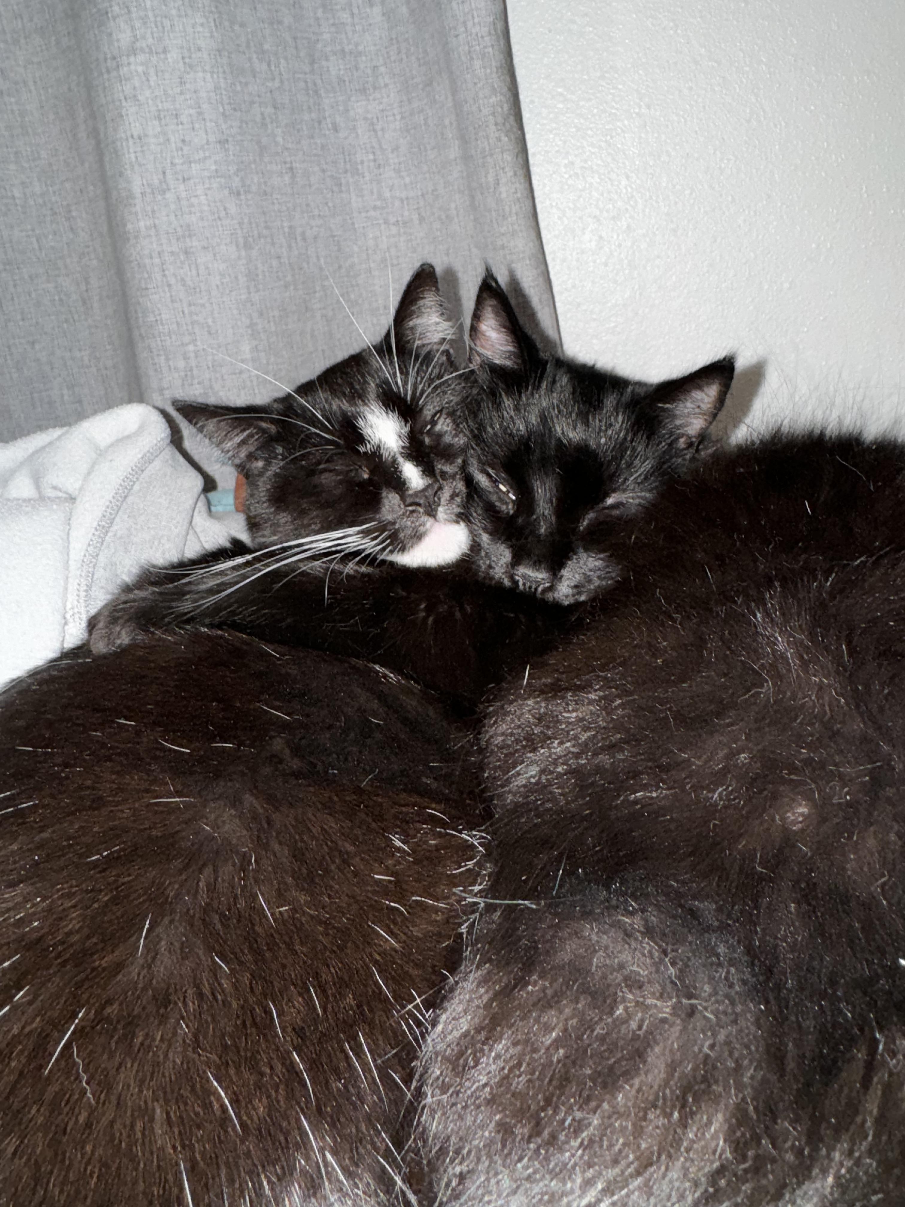Felix, a ADOPTABLE American Shorthair in Ripon, CA image 4/6