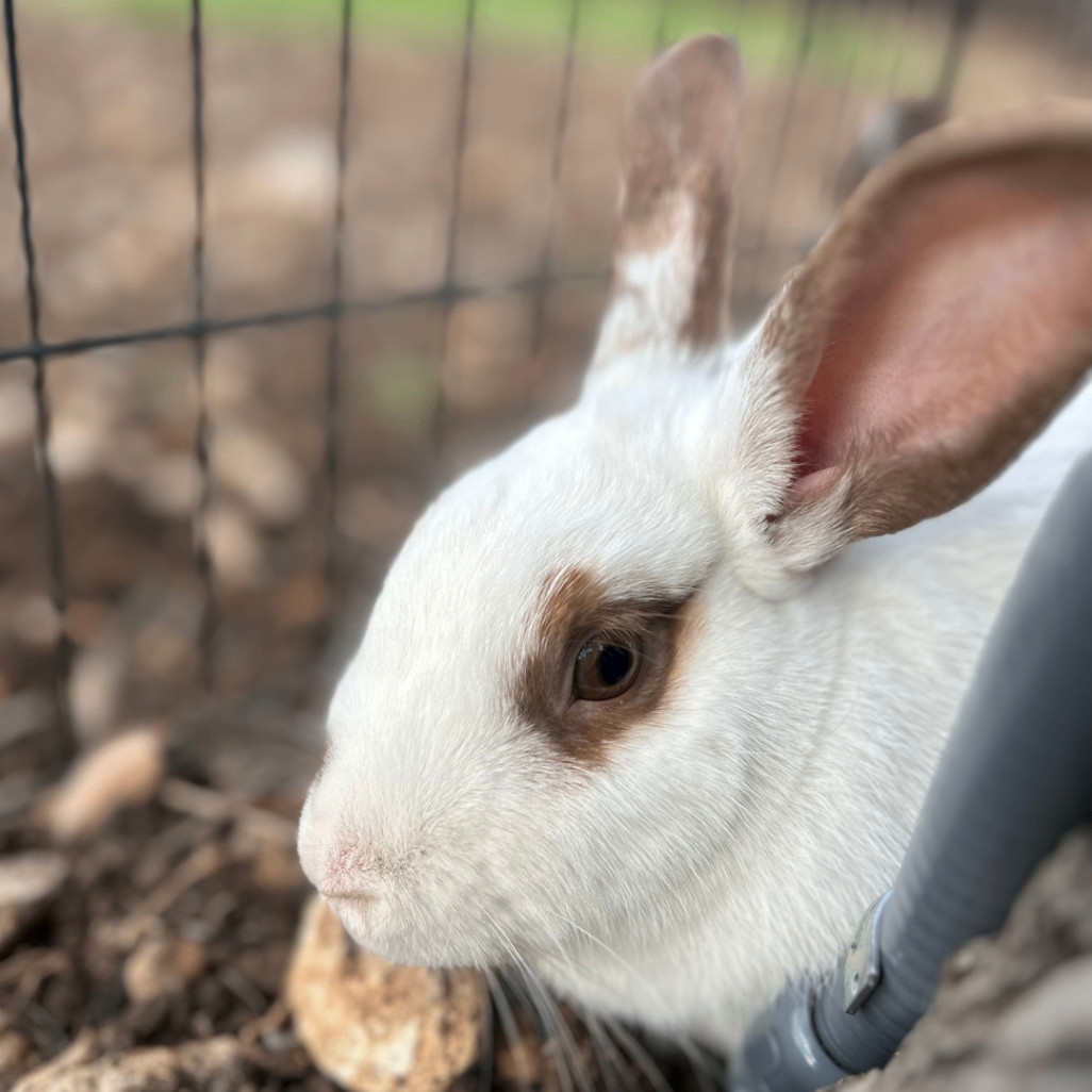Maxine, Adopted, Young Female Rex.