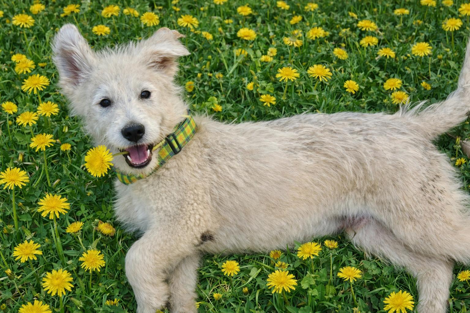 Doodles, Doodles, a Adoptable mixed breed in Mount Laurel, NJ image 1/3