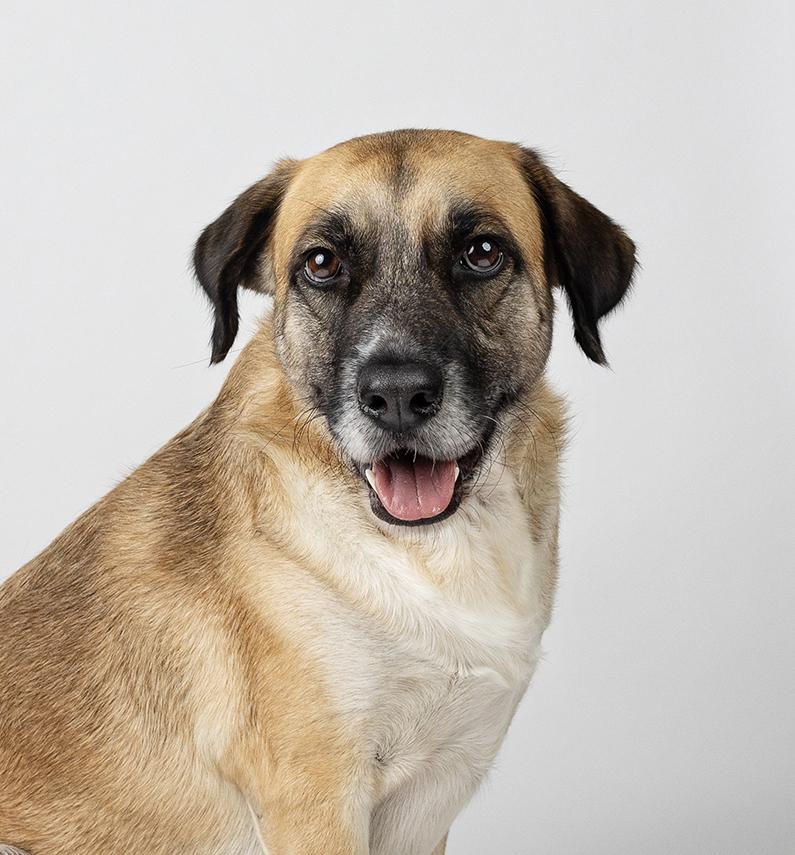 Enlarge Winn-Dixie (Aka Winn), a Adoptable mixed breed in Houston, TX image 2/6