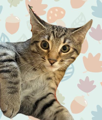 Cosmo, Adoptable, Young Male Domestic Short Hair & Domestic Short Hair.