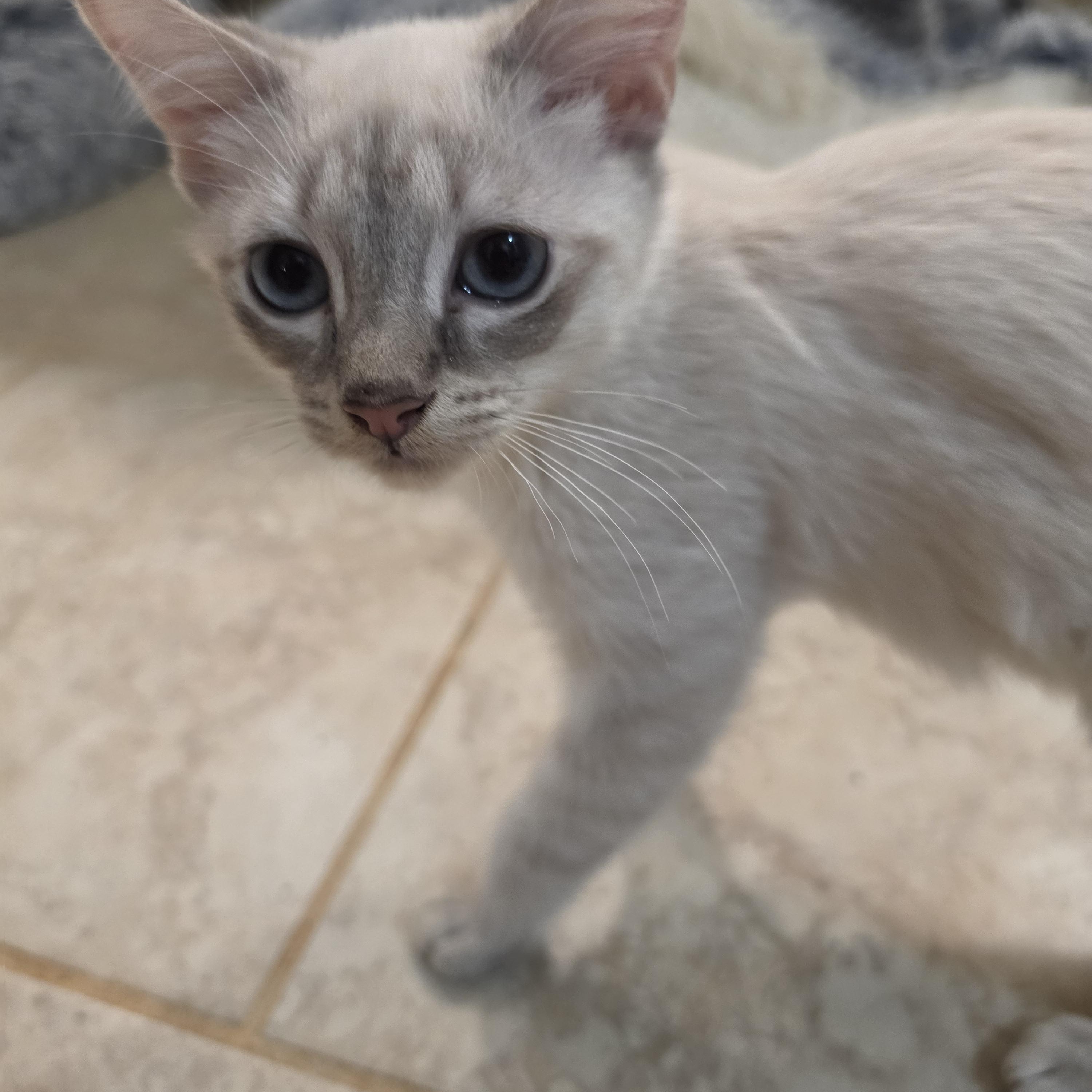 Anchovy and Mackerel, ADOPTABLE, Kitten Female Siamese.