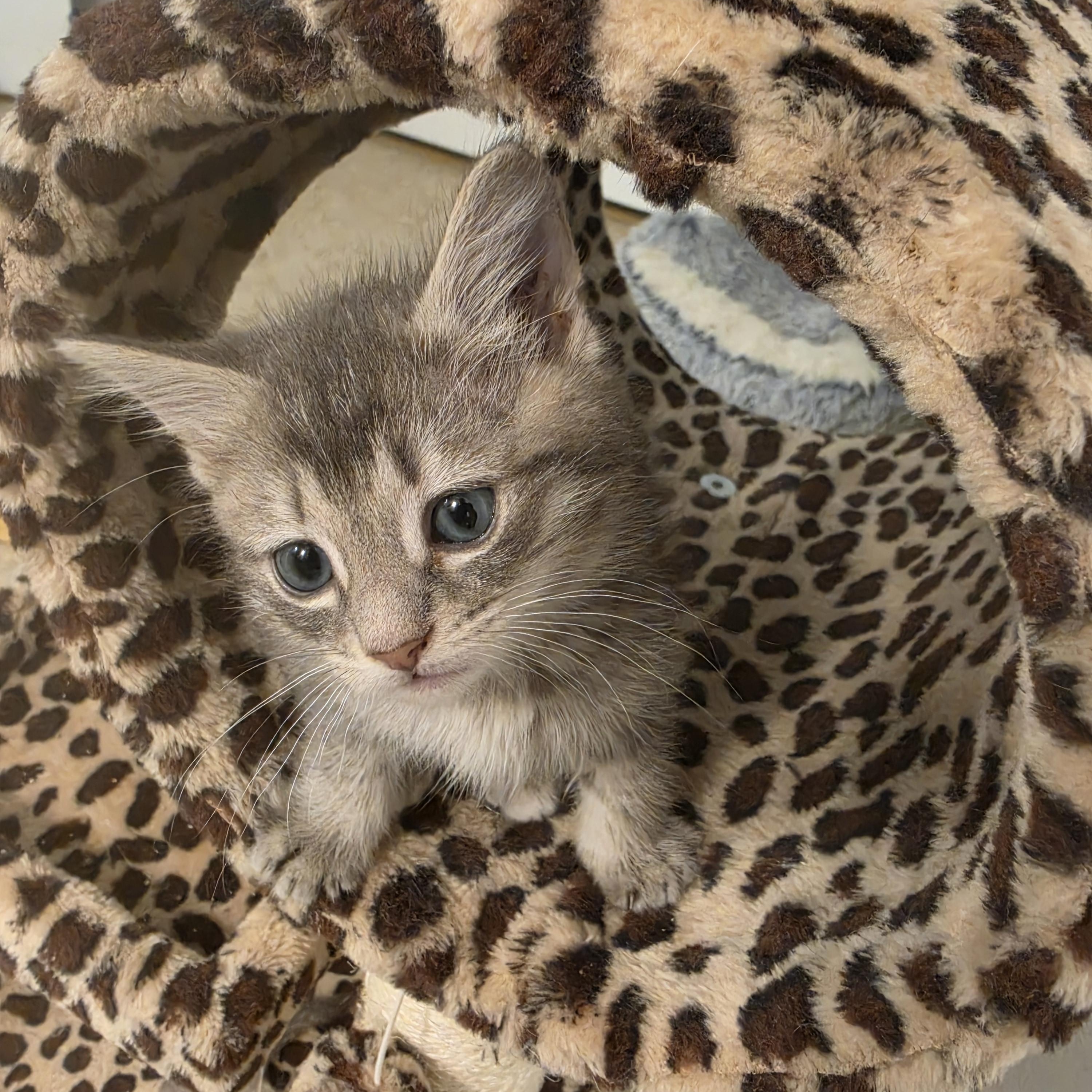 Anchovy and Mackerel, a ADOPTABLE Siamese in Lawrenceville, GA image 3/4