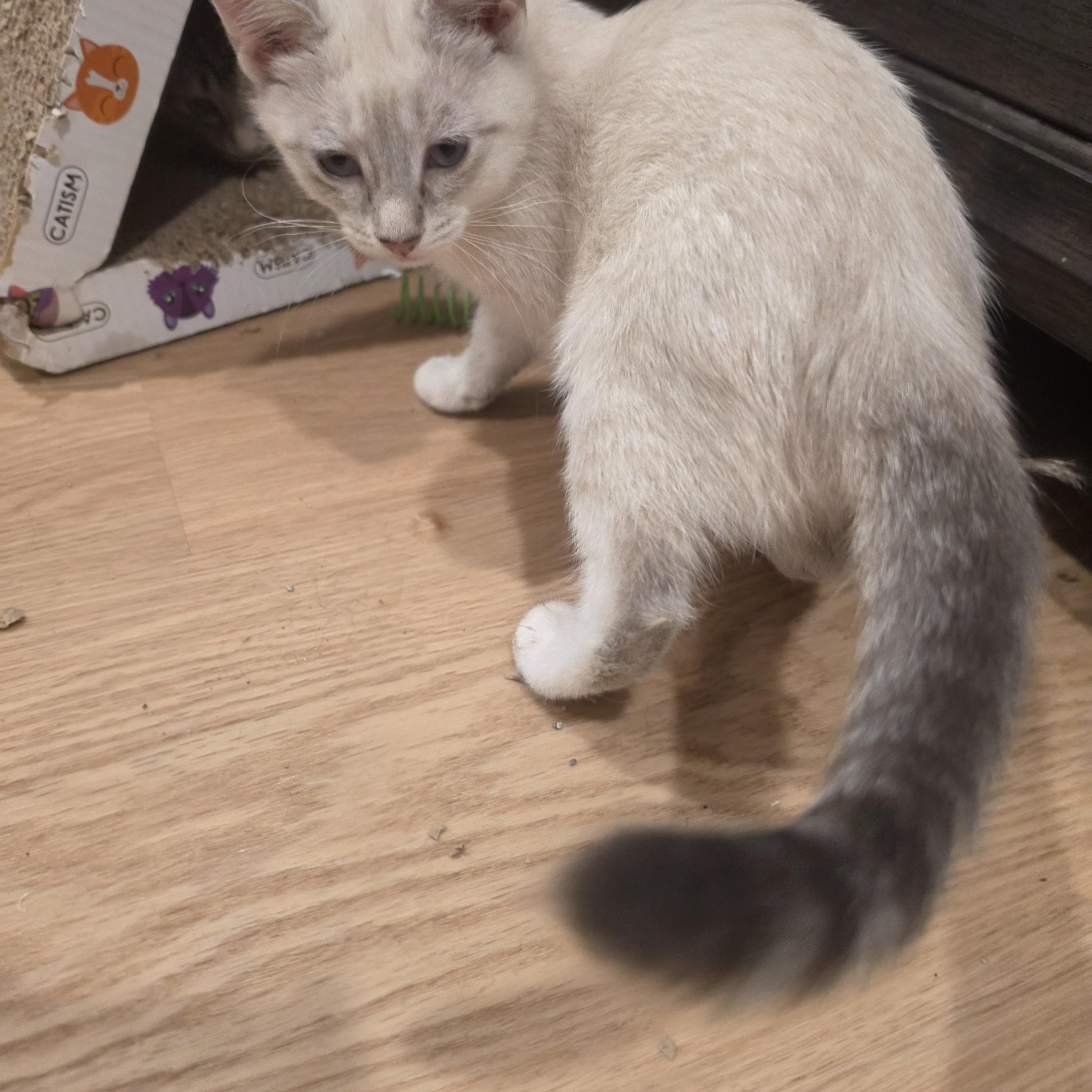 Anchovy and Mackerel, a ADOPTABLE Siamese in Lawrenceville, GA image 1/4
