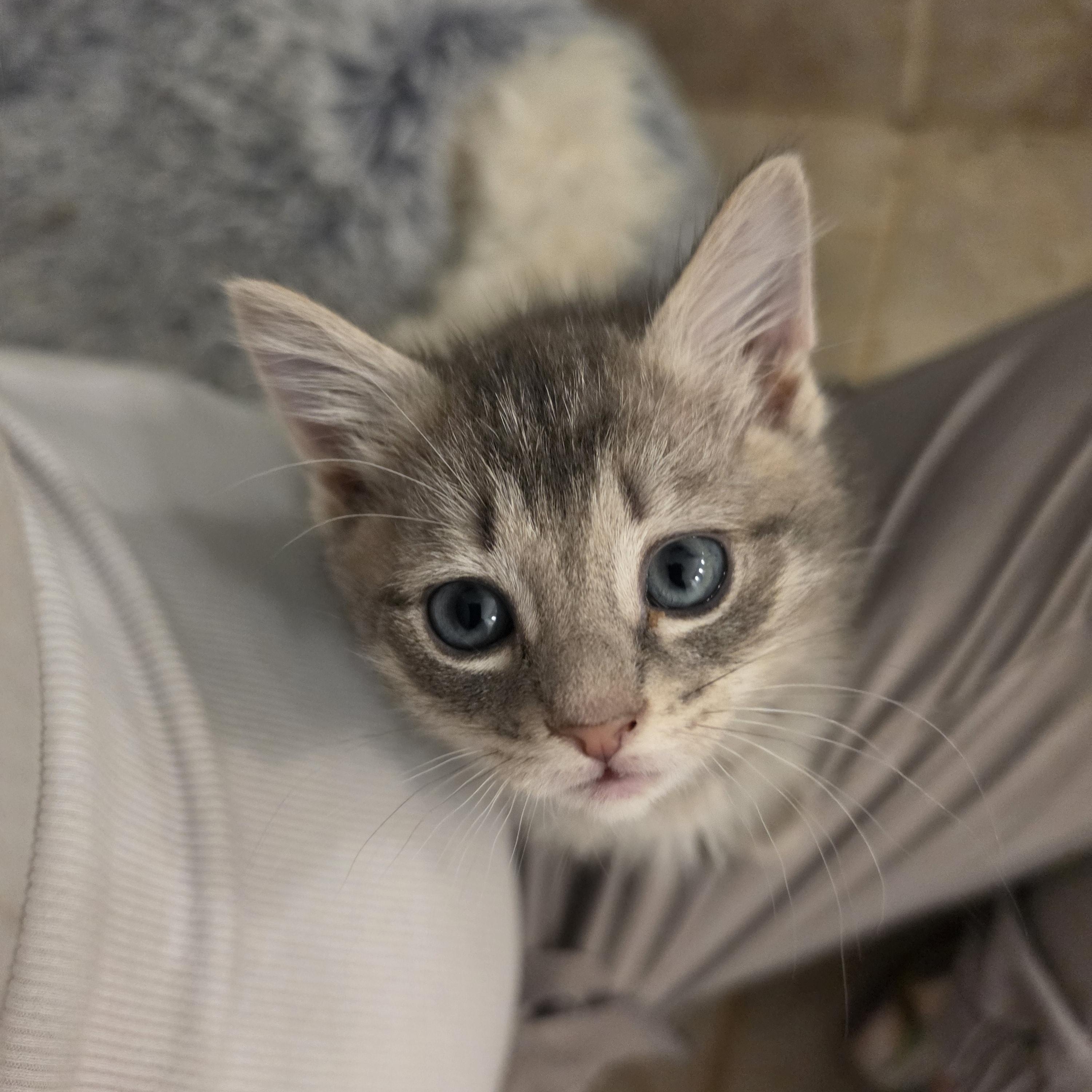 Anchovy and Mackerel, a ADOPTABLE Siamese in Lawrenceville, GA image 4/4