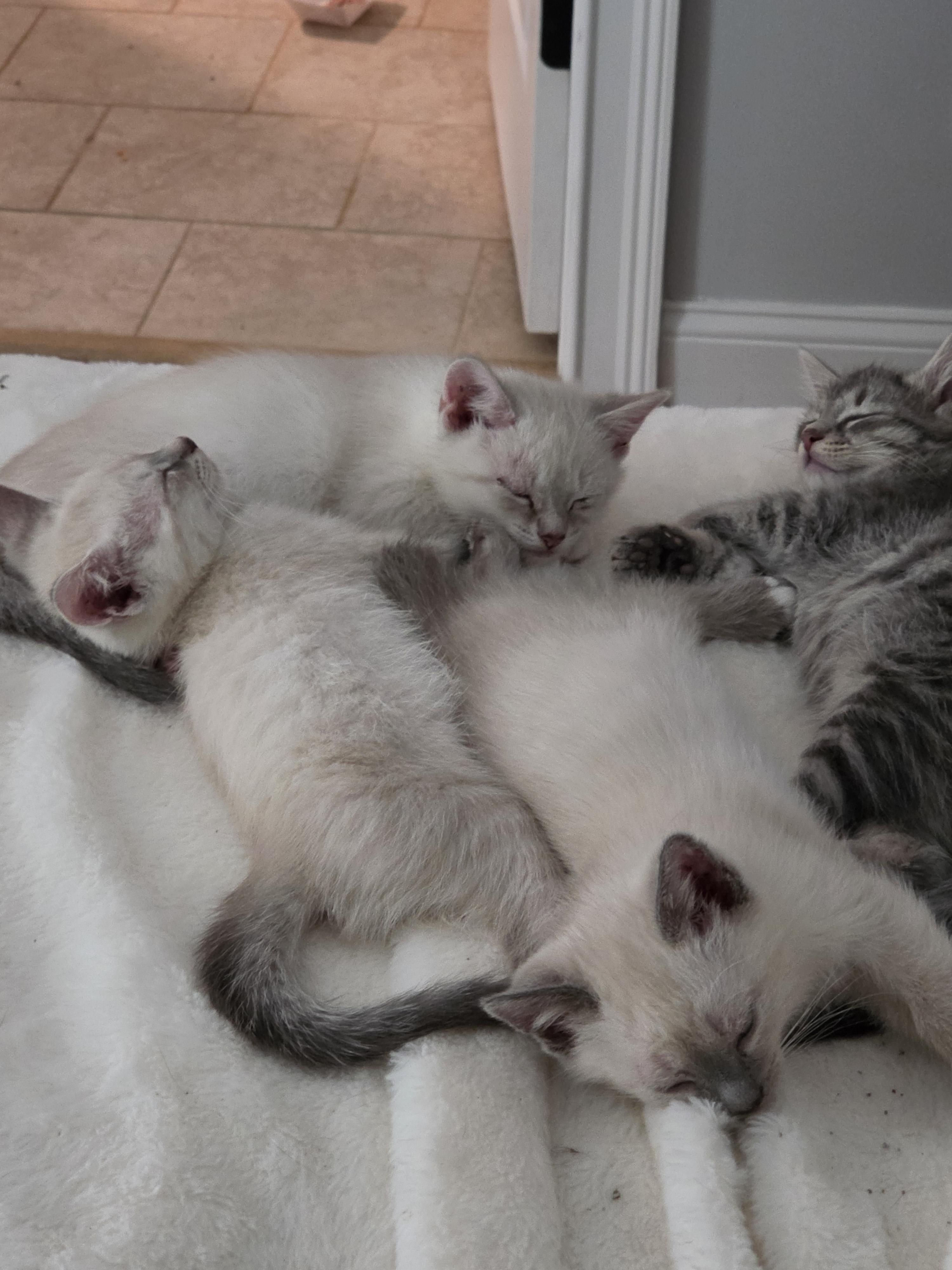 Anchovy and Mackerel, a ADOPTABLE Siamese in Lawrenceville, GA image 2/4