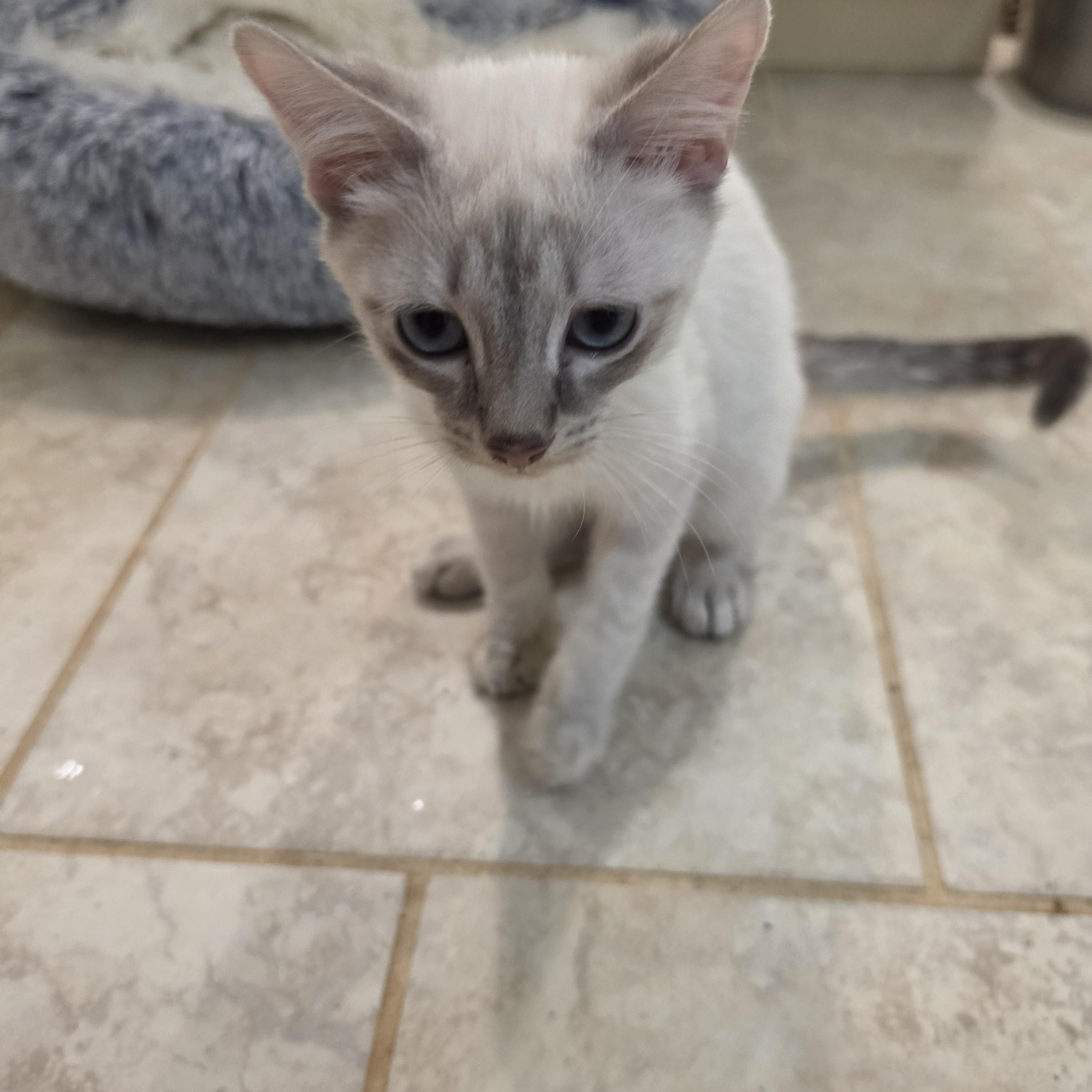 Anchovy and Mackerel, a ADOPTABLE Siamese in Lawrenceville, GA image 6/6
