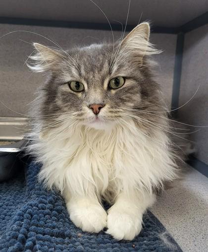 Pinot, adopted, Adult Male Domestic Long Hair.
