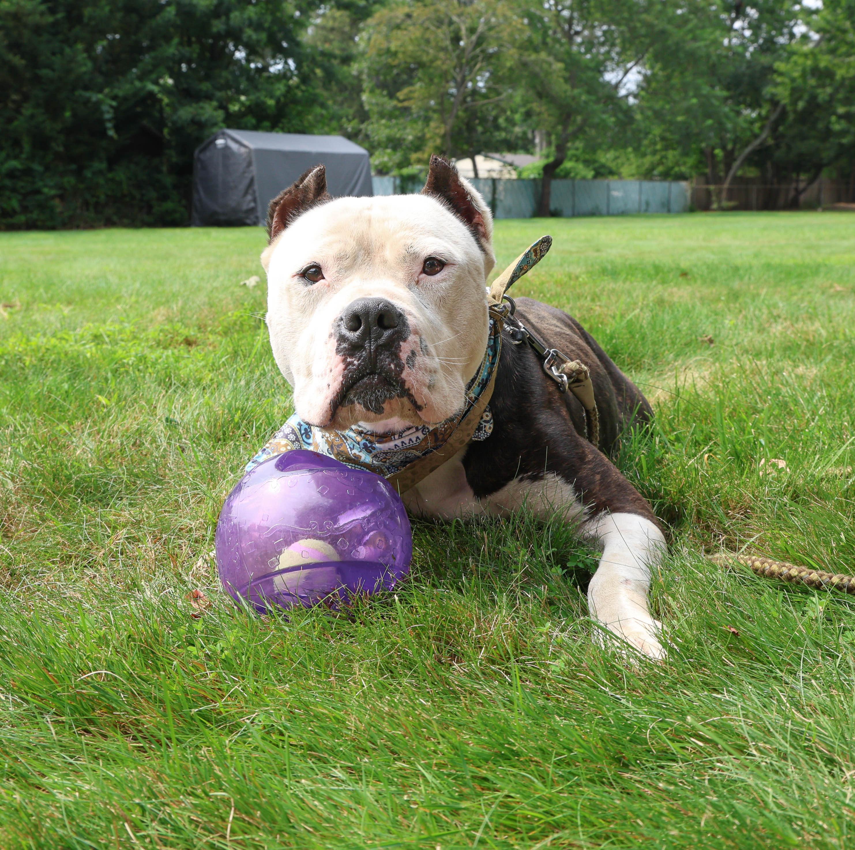 Enlarge Marley, a ADOPTABLE mixed breed in Hampton Bays, NY image 2/3