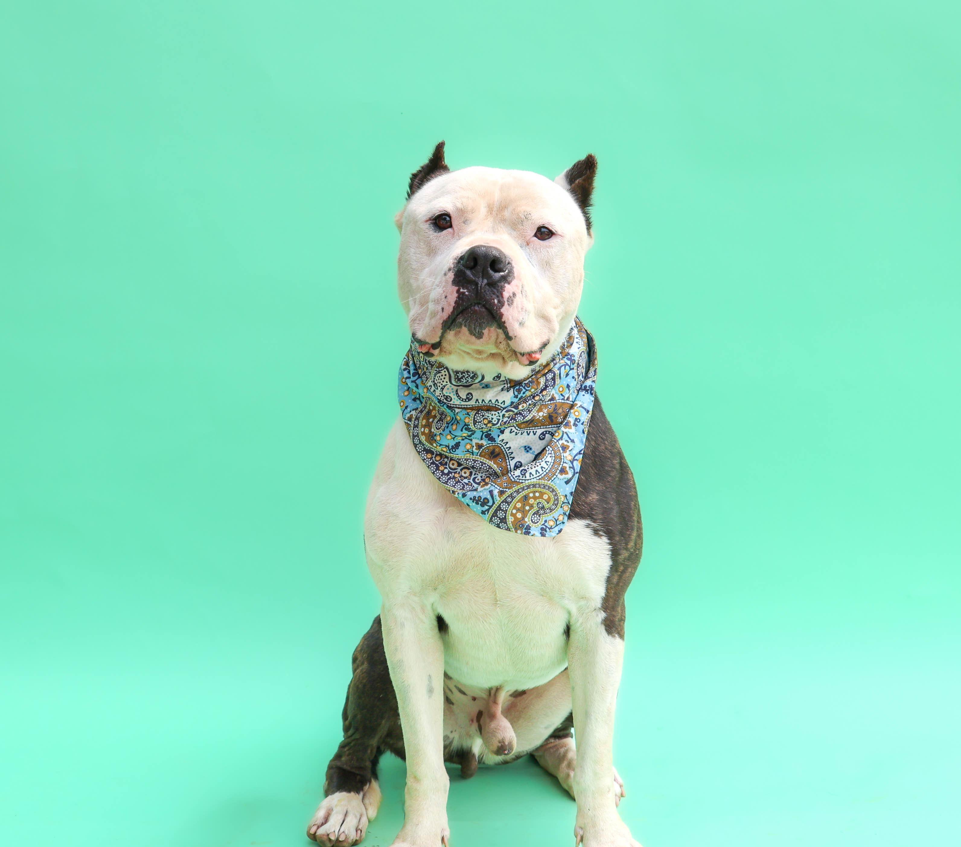 Enlarge Marley, a ADOPTABLE mixed breed in Hampton Bays, NY image 1/3