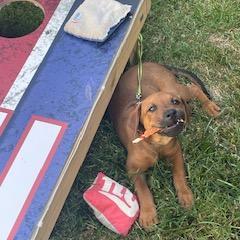 Poncho, a Adoptable Mixed Breed in Lynchburg, VA image 1/3