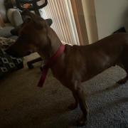 Poncho, a Adoptable Mixed Breed in Lynchburg, VA image 3/3