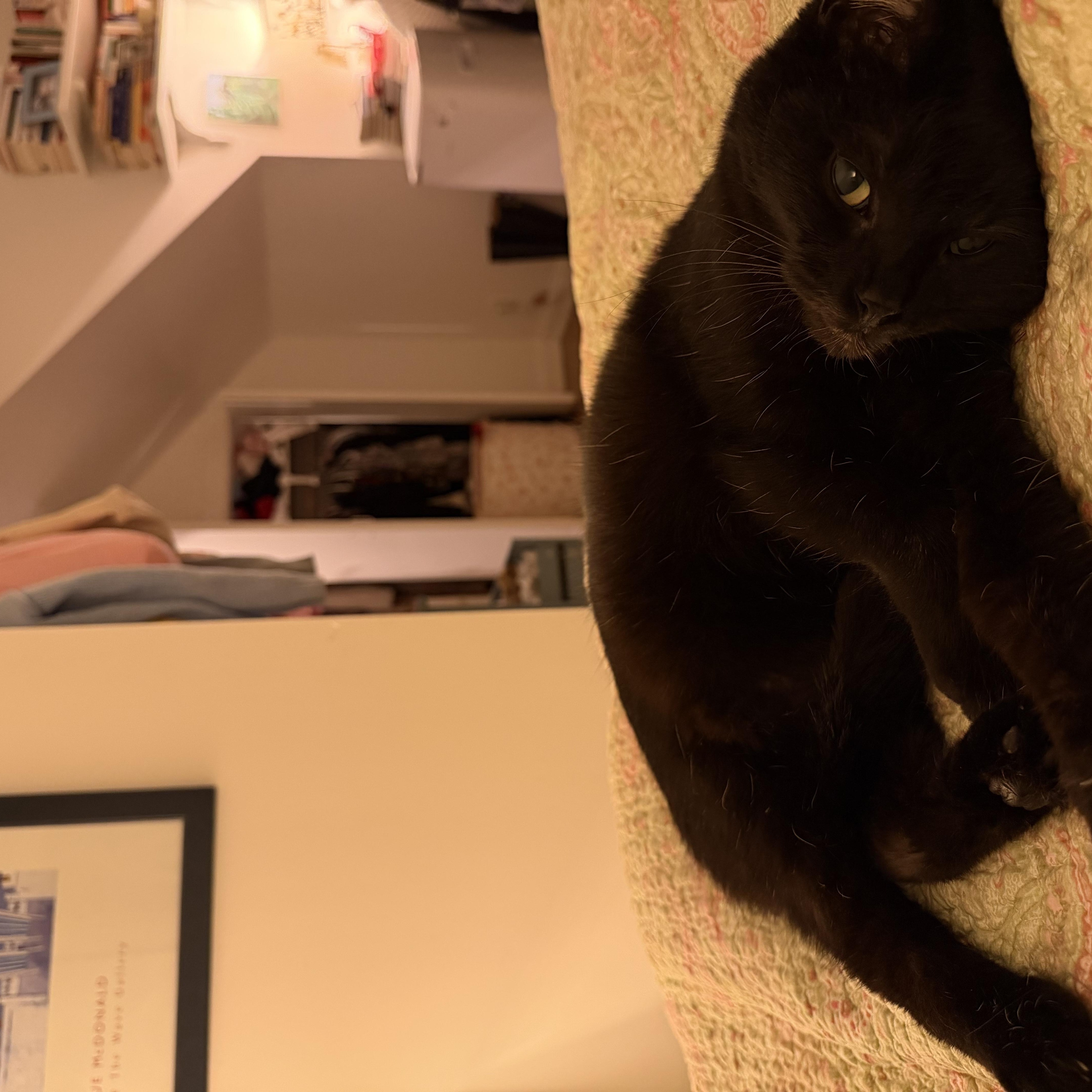 Tiny, ADOPTABLE, Senior Female Domestic Short Hair.