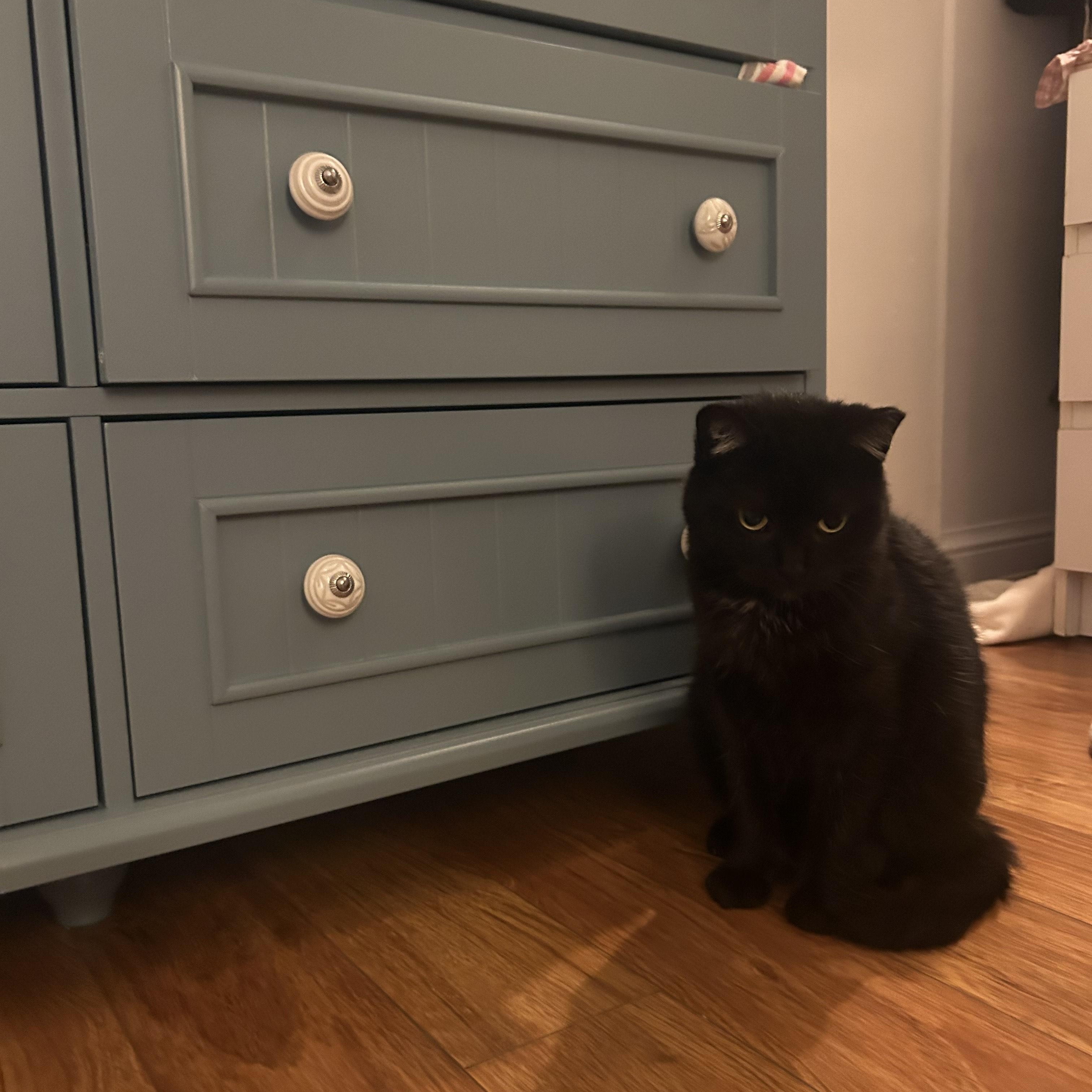 Tiny, a ADOPTABLE Domestic Short Hair in Toronto, ON image 2/5