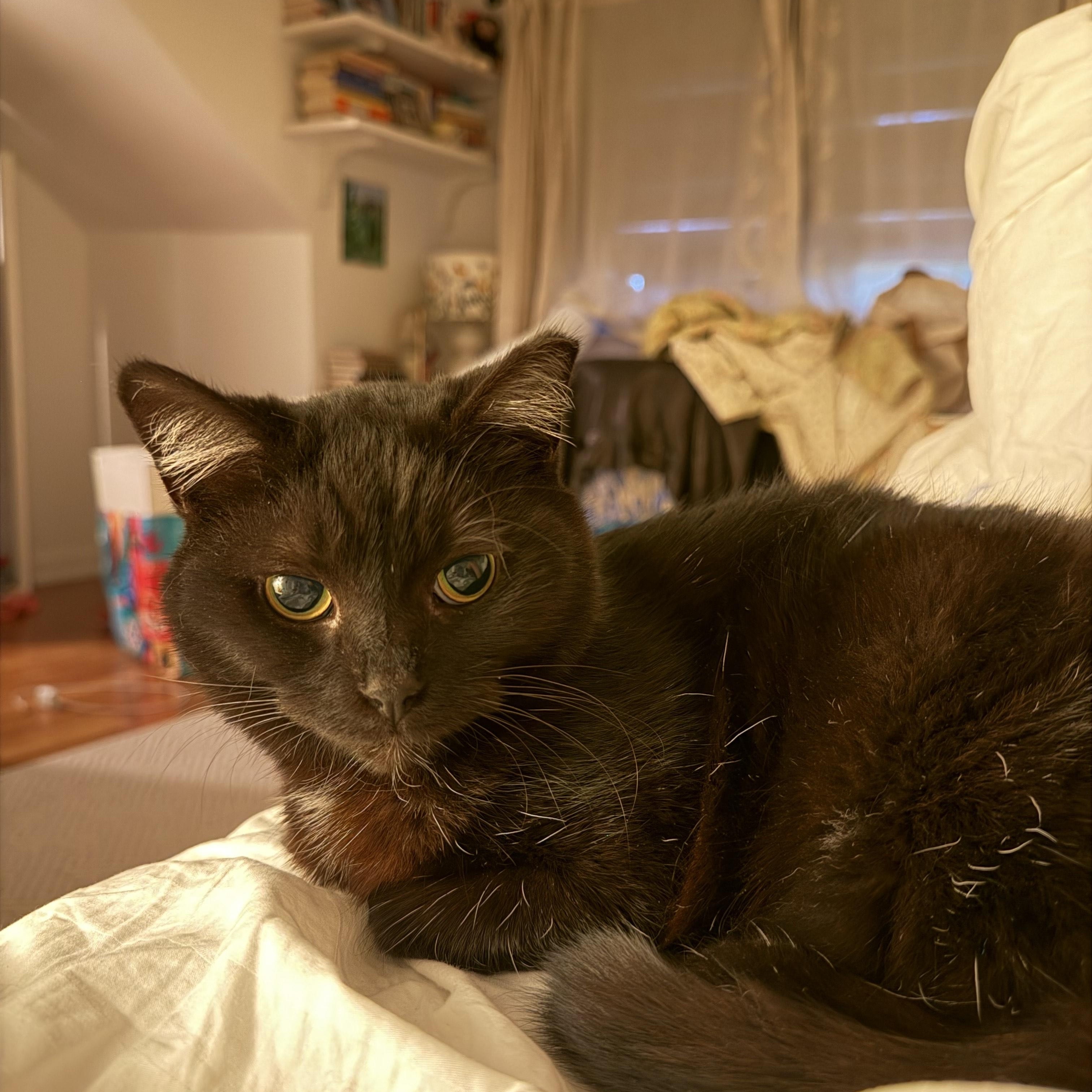 Tiny, a ADOPTABLE Domestic Short Hair in Toronto, ON image 3/5