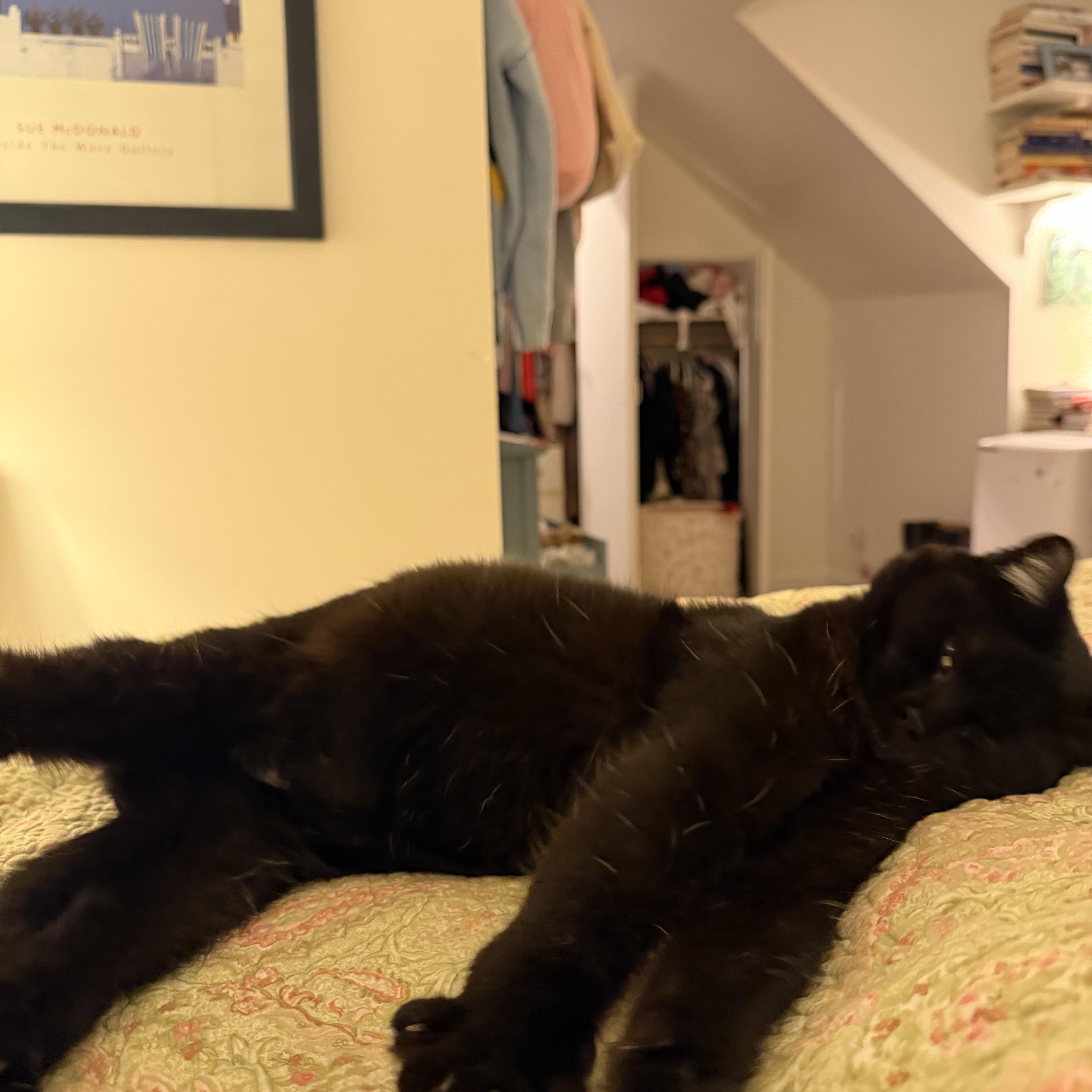 Tiny, a ADOPTABLE Domestic Short Hair in Toronto, ON image 4/5