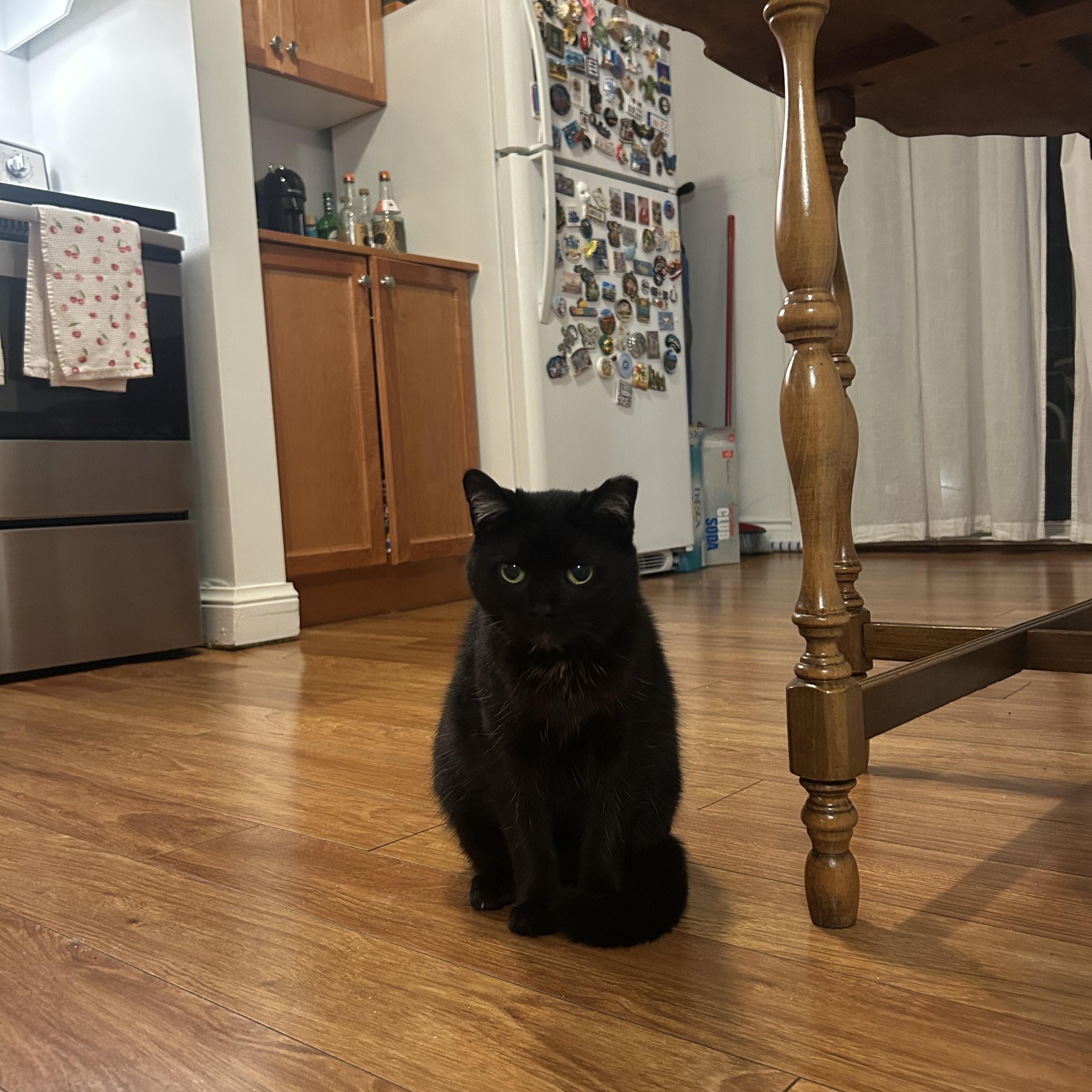 Tiny, a ADOPTABLE Domestic Short Hair in Toronto, ON image 5/5