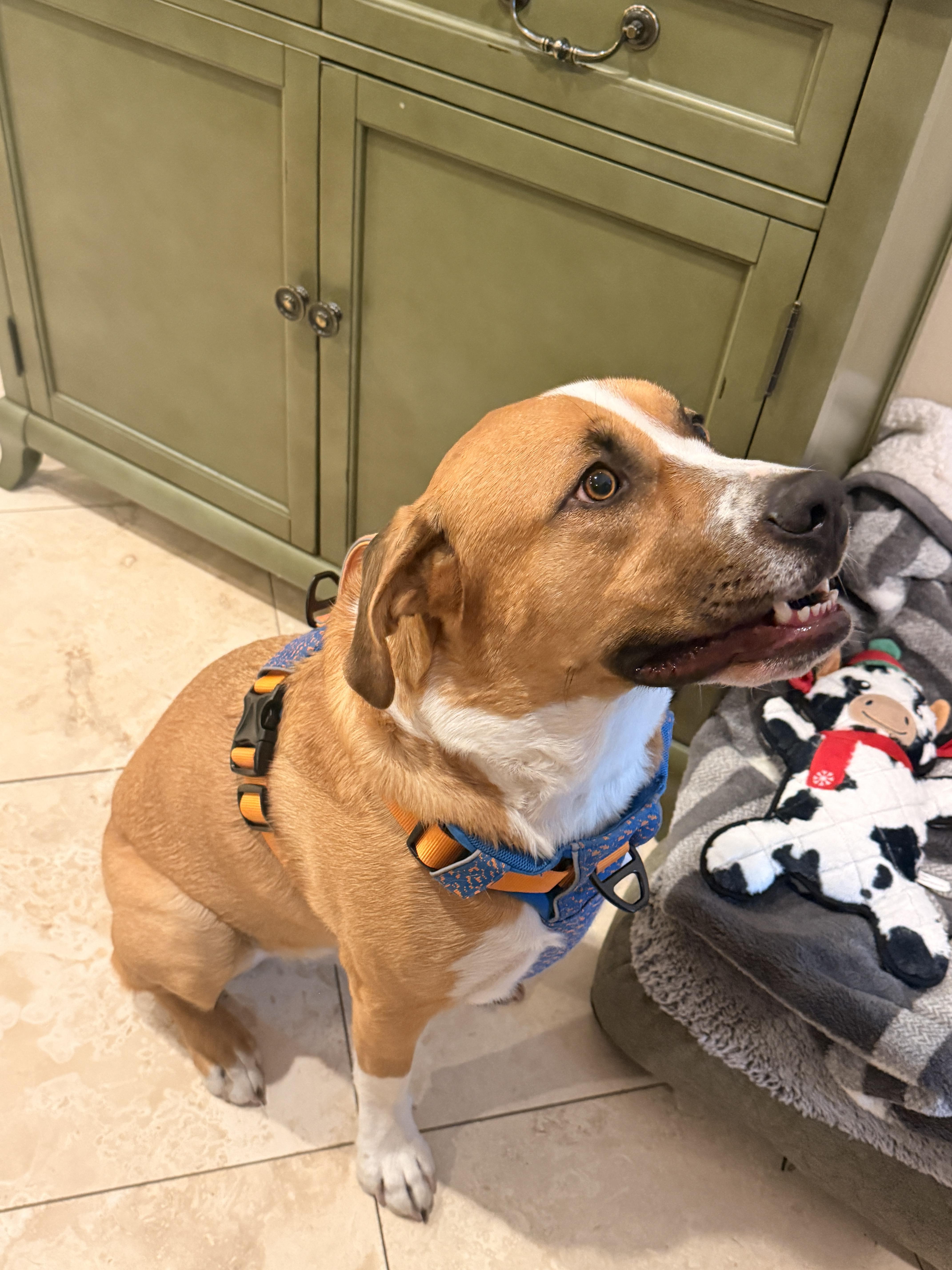 Enlarge Charlie, a Adoptable Mixed Breed in Missouri City, TX image 6/6