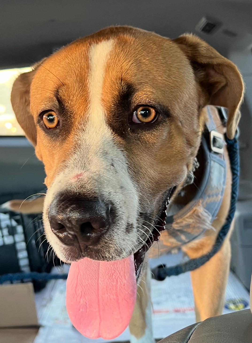 Enlarge Charlie, a Adoptable Mixed Breed in Missouri City, TX image 2/6