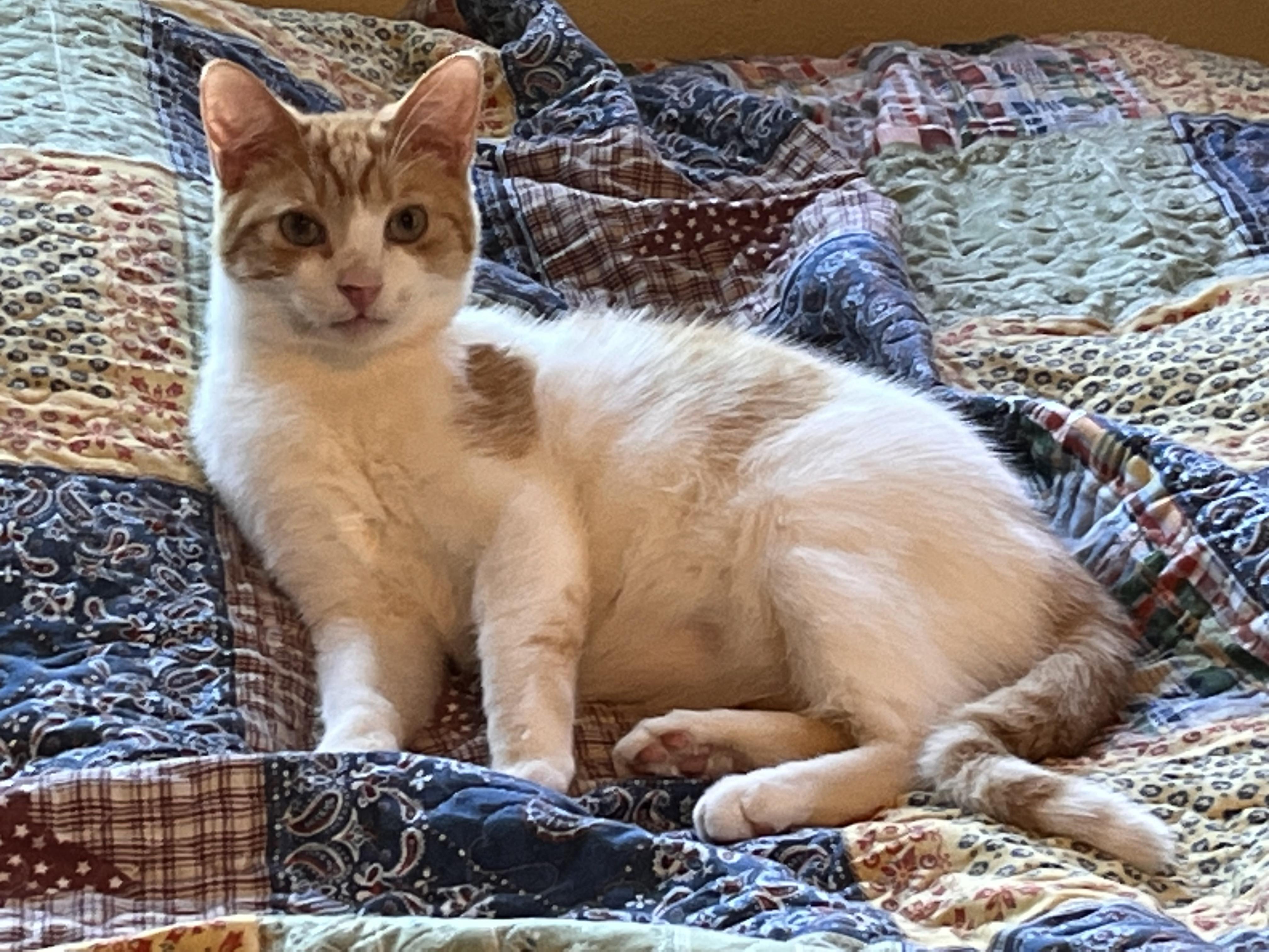 Enlarge Seymore, a Adoptable mixed breed in Moreno Valley, CA image 1/3