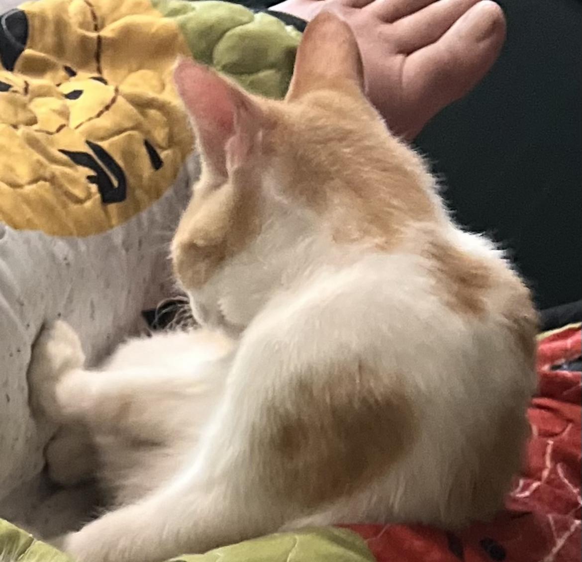 Enlarge Seymore, a Adoptable mixed breed in Moreno Valley, CA image 3/3