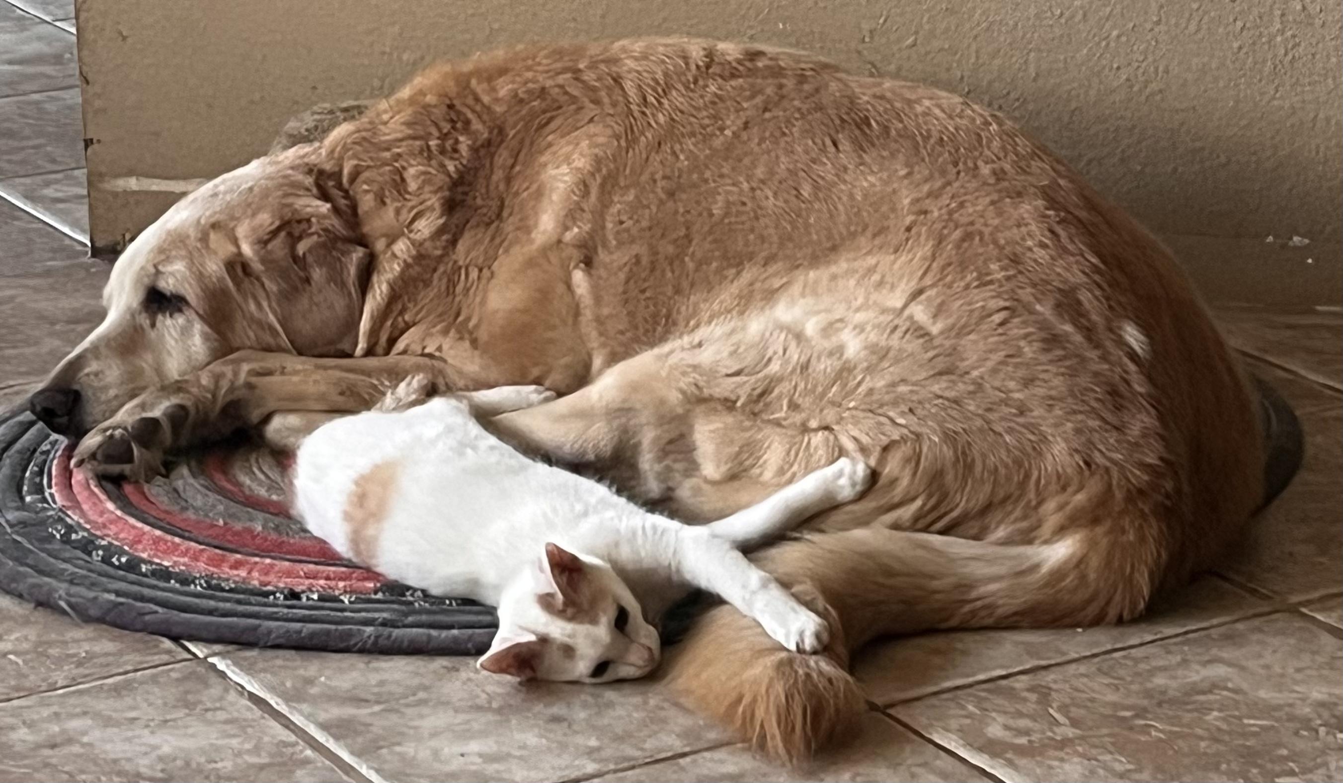 Enlarge Seymore, a Adoptable mixed breed in Moreno Valley, CA image 2/3