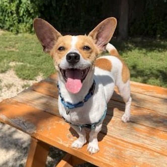 Scrappy, ADOPTABLE, Young Male Jack Russell Terrier.