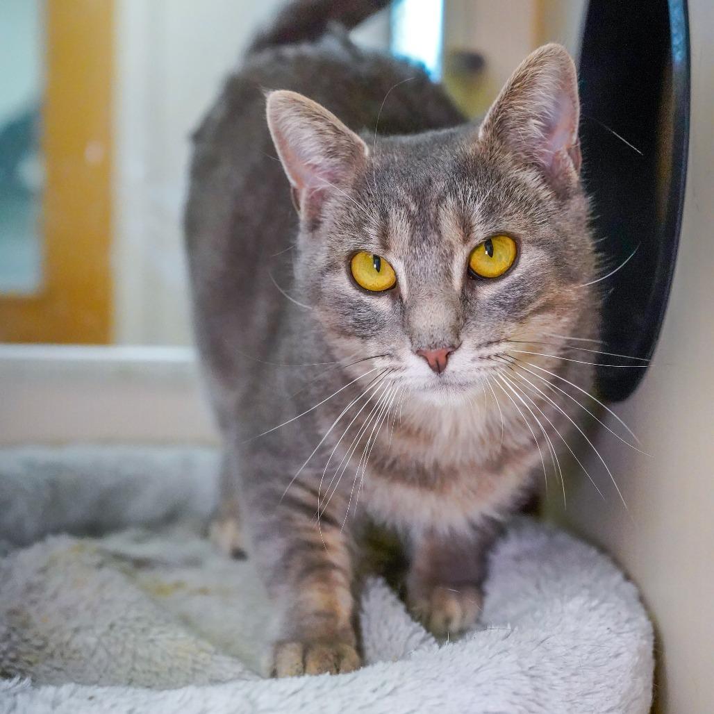 Tostada, a Adoptable Domestic Short Hair in Thomaston, ME image 1/2