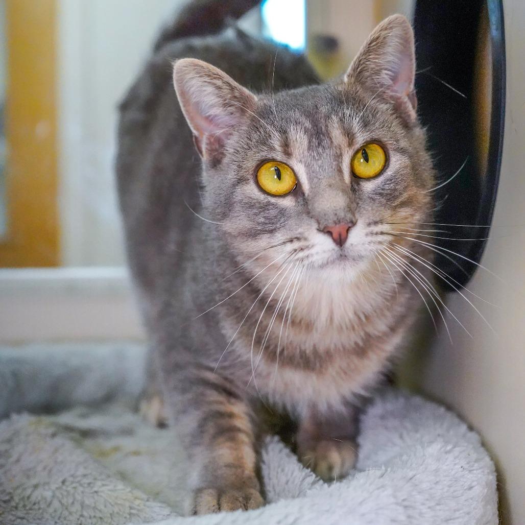 Tostada, a Adoptable Domestic Short Hair in Thomaston, ME image 2/2