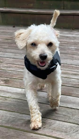Enlarge Teddy, a ADOPTABLE mixed breed in Matthews, NC image 1/2