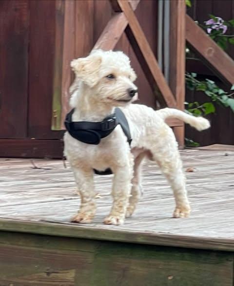 Enlarge Teddy, a ADOPTABLE mixed breed in Matthews, NC image 2/2
