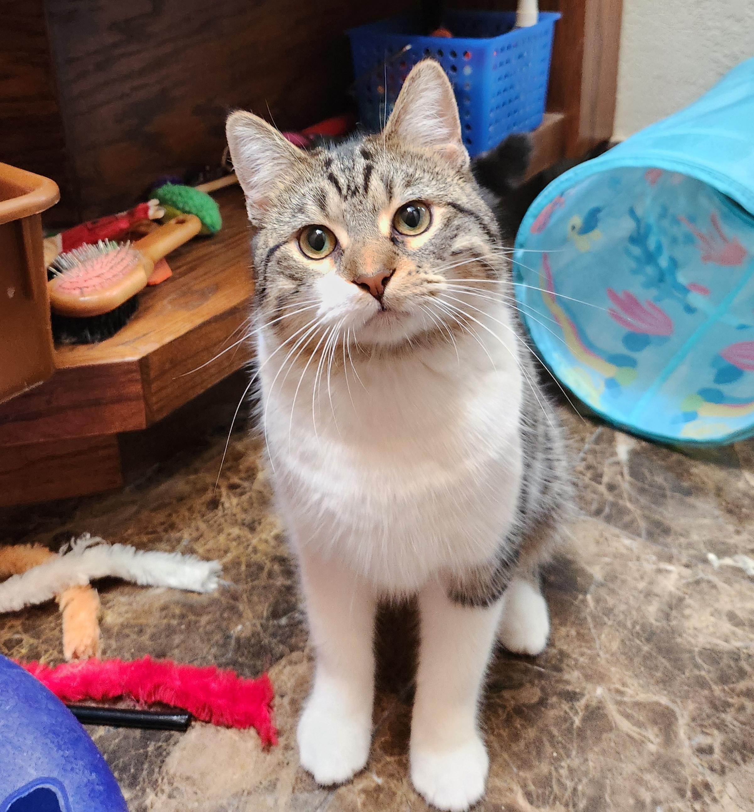 Warrior, a ADOPTABLE Domestic Short Hair in Oklahoma City, OK image 2/5