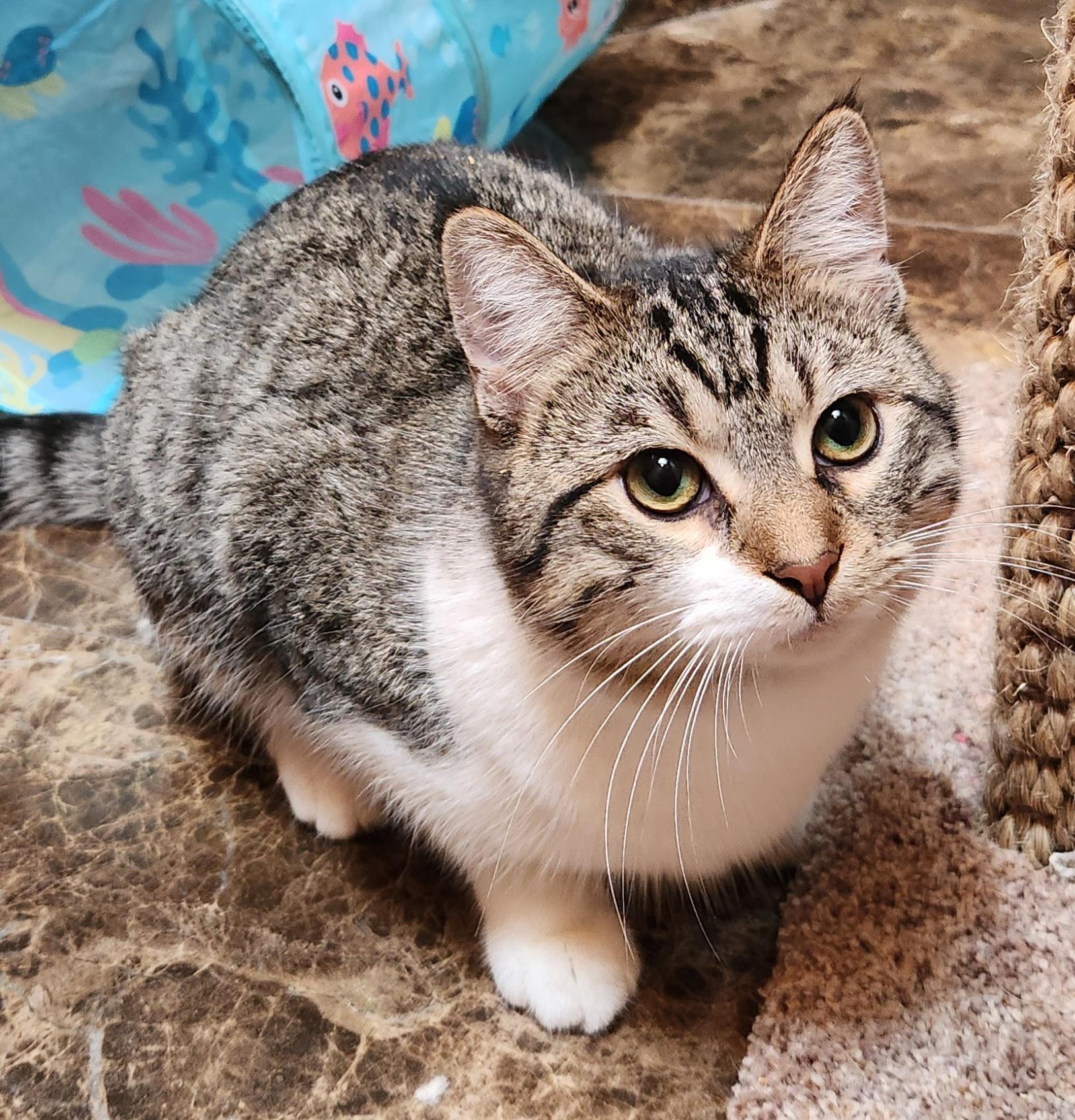 Warrior, a ADOPTABLE Domestic Short Hair in Oklahoma City, OK image 4/5
