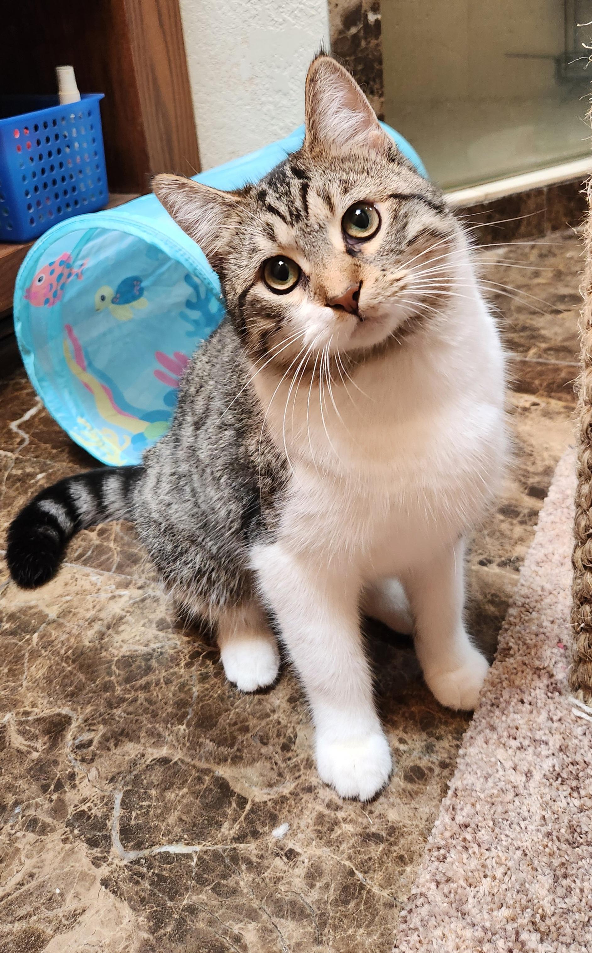 Warrior, a ADOPTABLE Domestic Short Hair in Oklahoma City, OK image 3/5