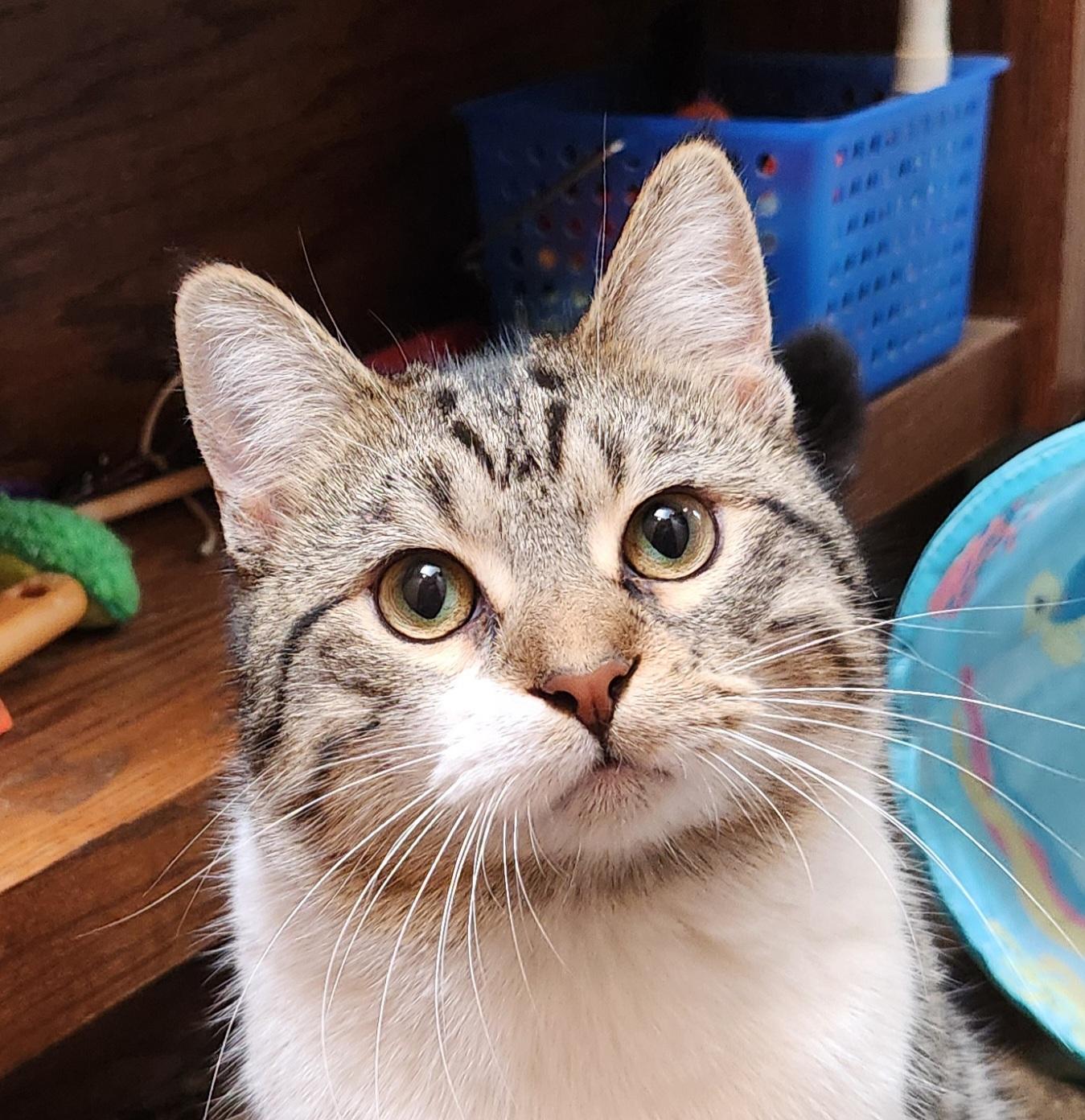 Warrior, ADOPTABLE, Young Male Domestic Short Hair.