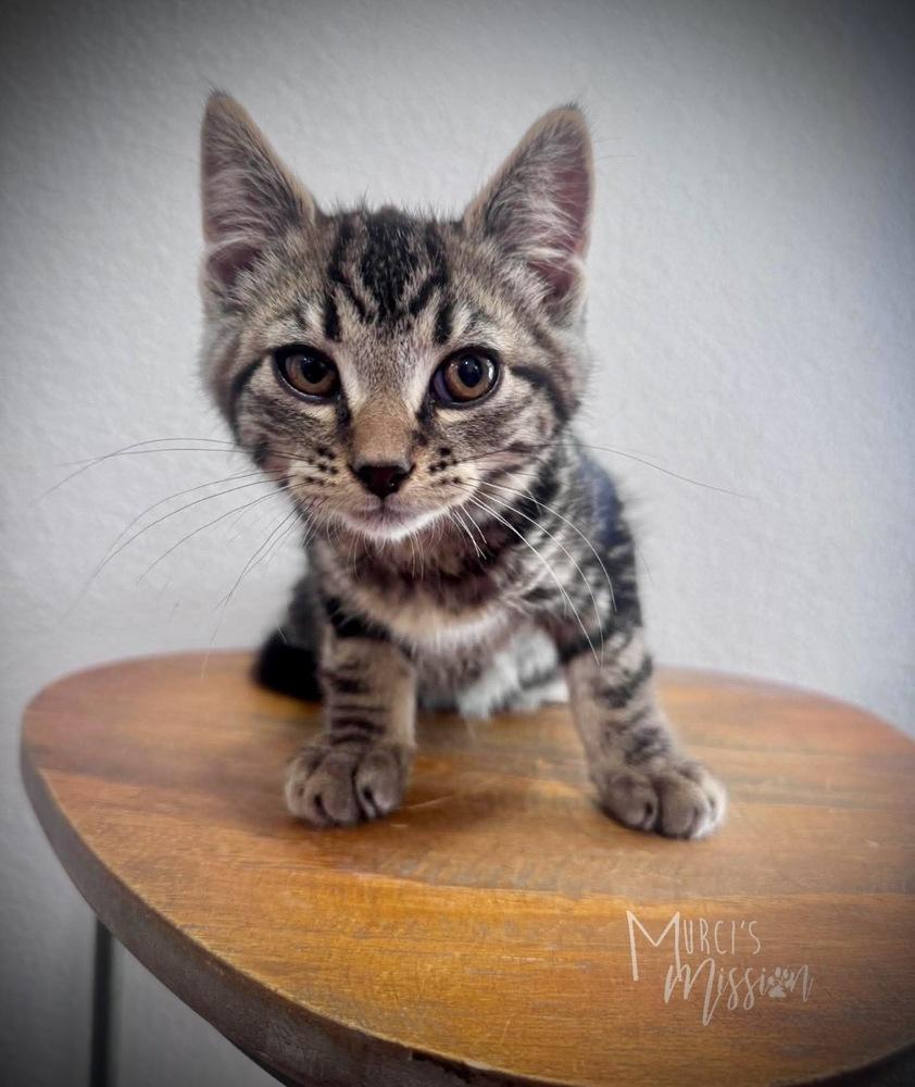 Ellis, Adoptable, Kitten Male Domestic Short Hair.