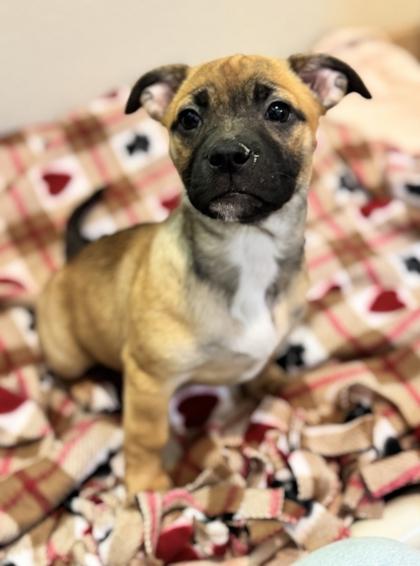 Mary-Kate Olsen, Adoptable, Puppy Female Mixed Breed & Mixed Breed.