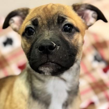 Enlarge Mary-Kate Olsen, a Adoptable mixed breed in Pleasanton, CA image 2/2