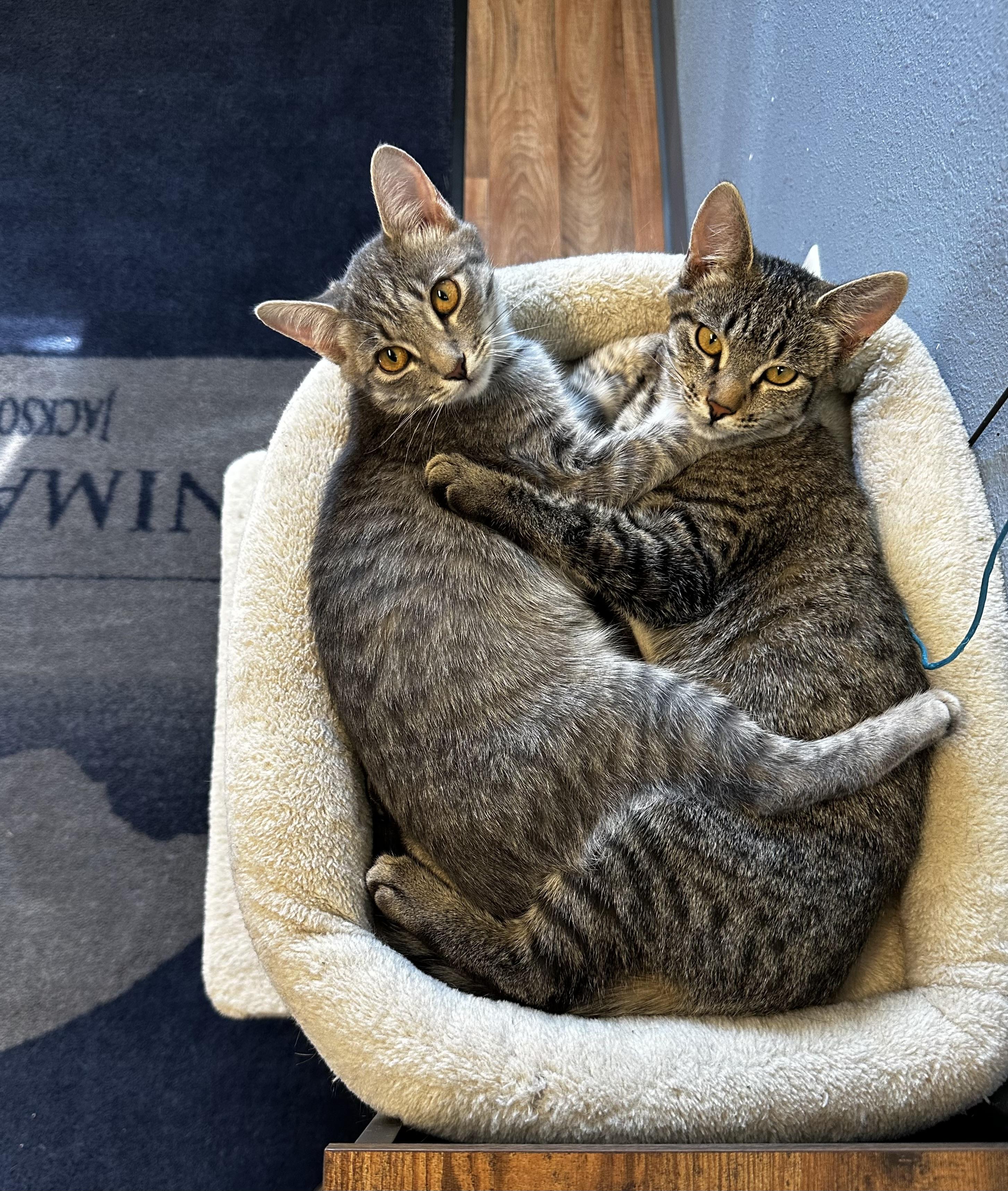 Persephone & Bunnery