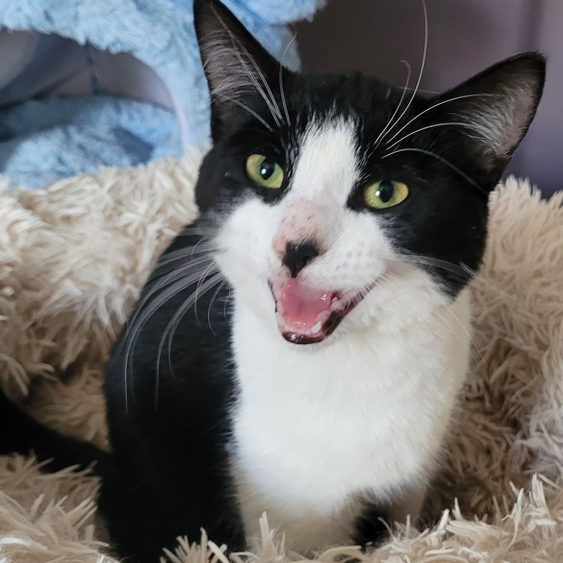 Kristen  (f) 7 mths old Tuxedo , ADOPTABLE, Young Female Domestic Short Hair.