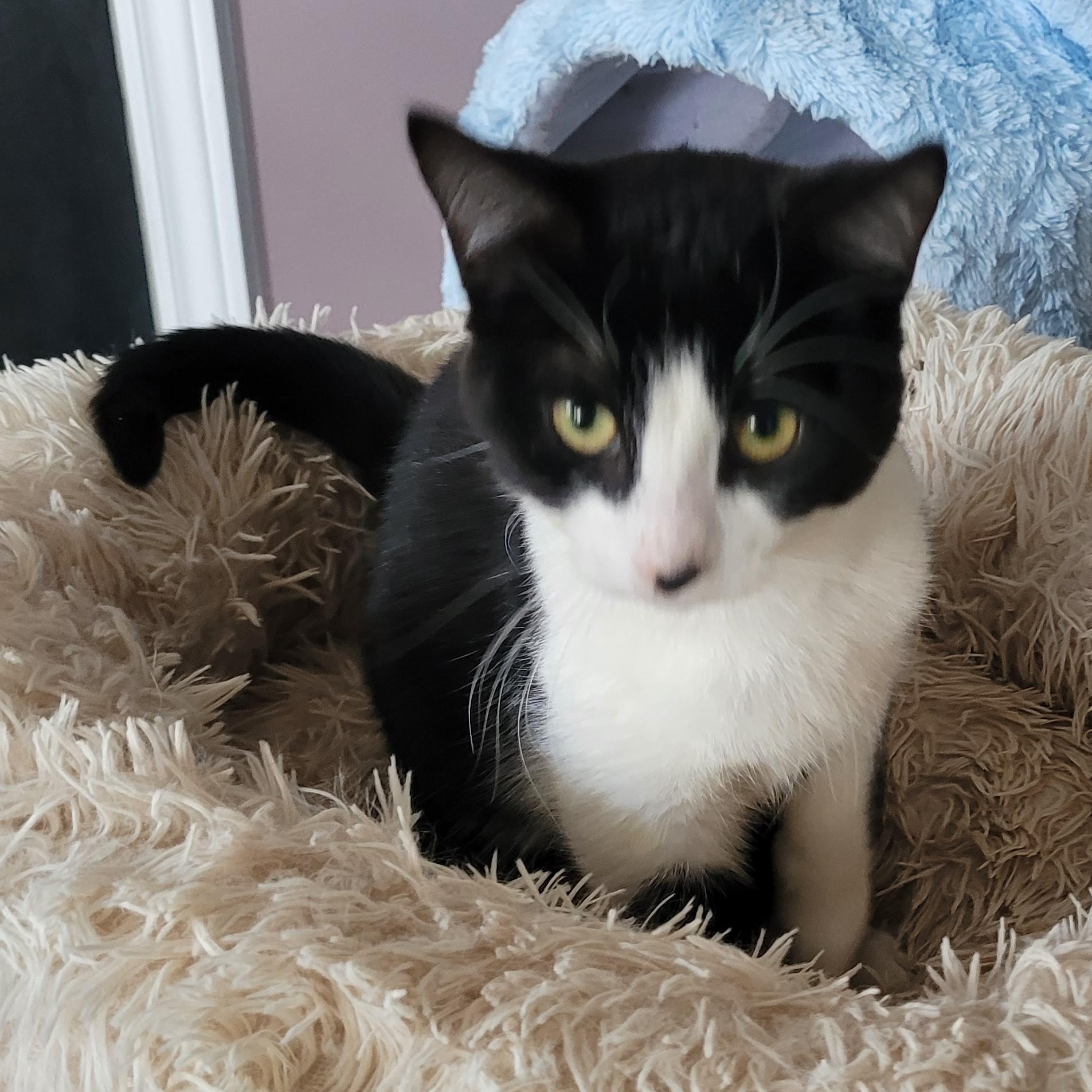 Enlarge Kristen  (f) 7 mths old Tuxedo , a ADOPTABLE Domestic Short Hair in Ottawa, ON image 3/3